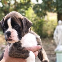 BIMBA 45 JOURS