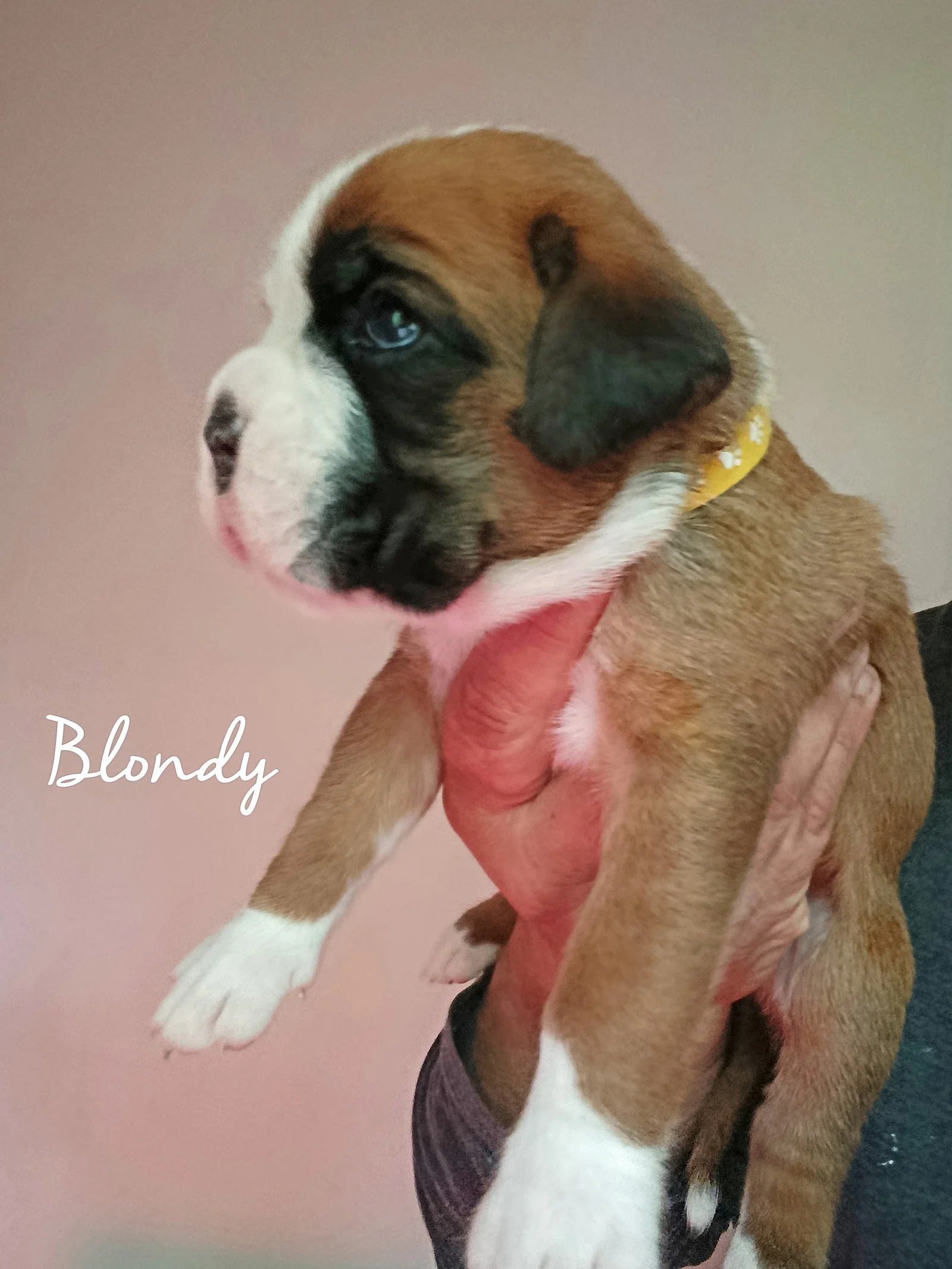 Blondy 20 jours