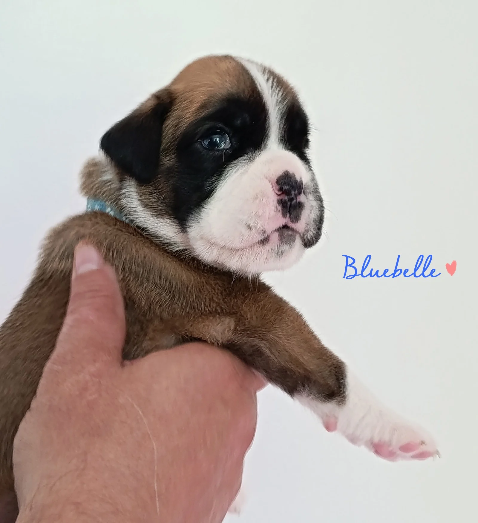 Bluebelle 20 jours
