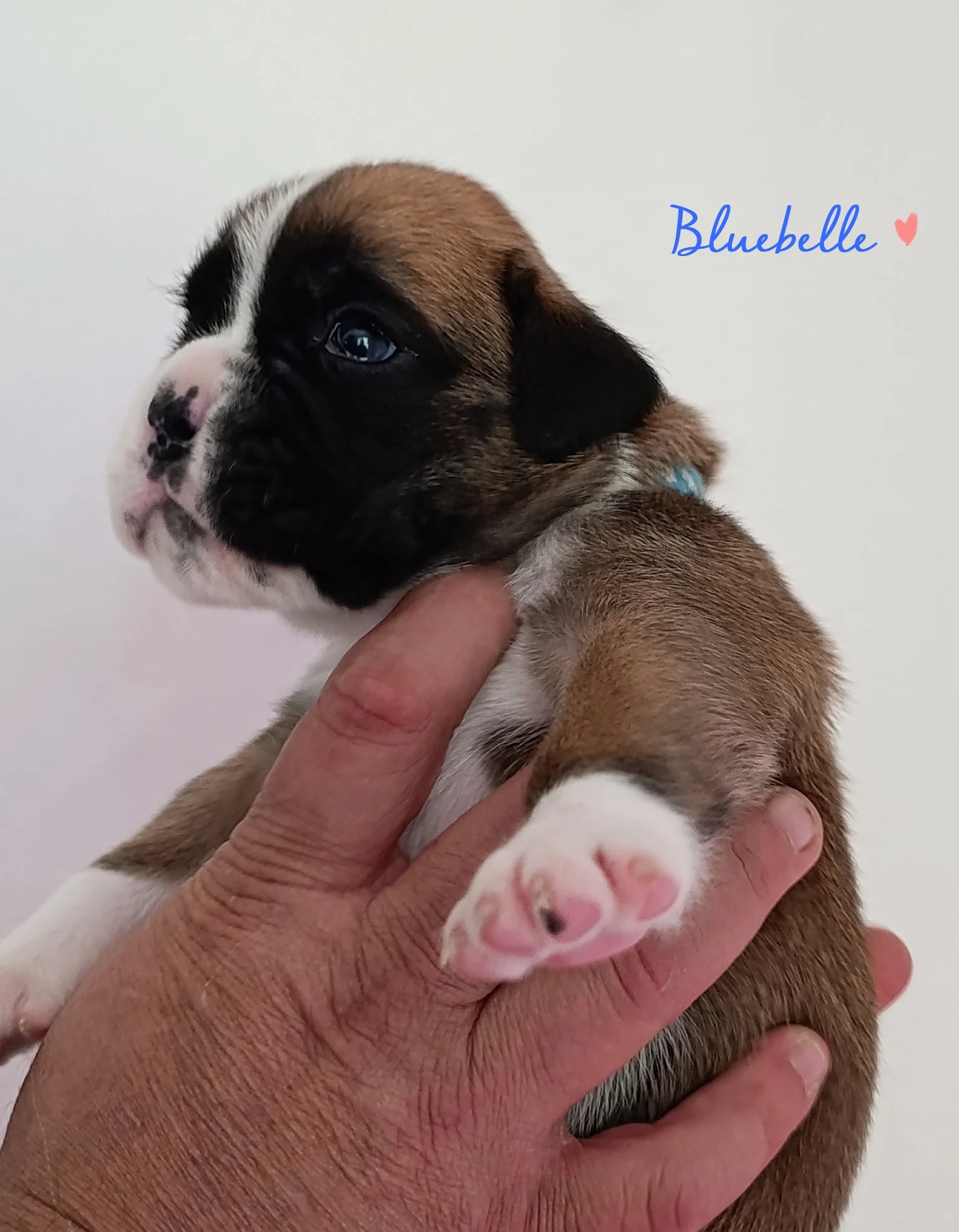Bluebelle 20 jours