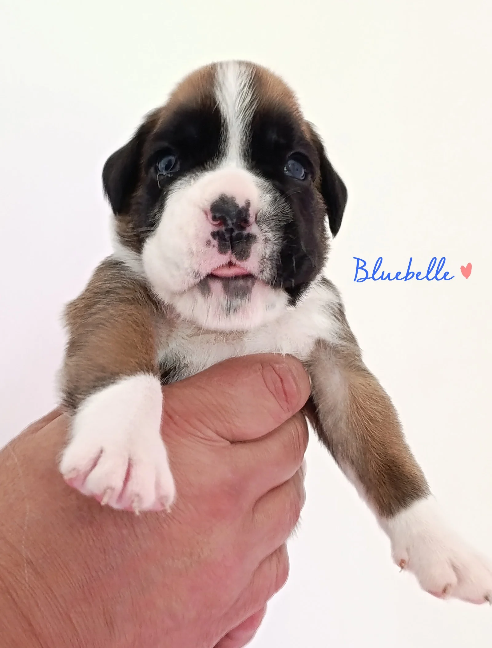 Bluebelle 20 j 6