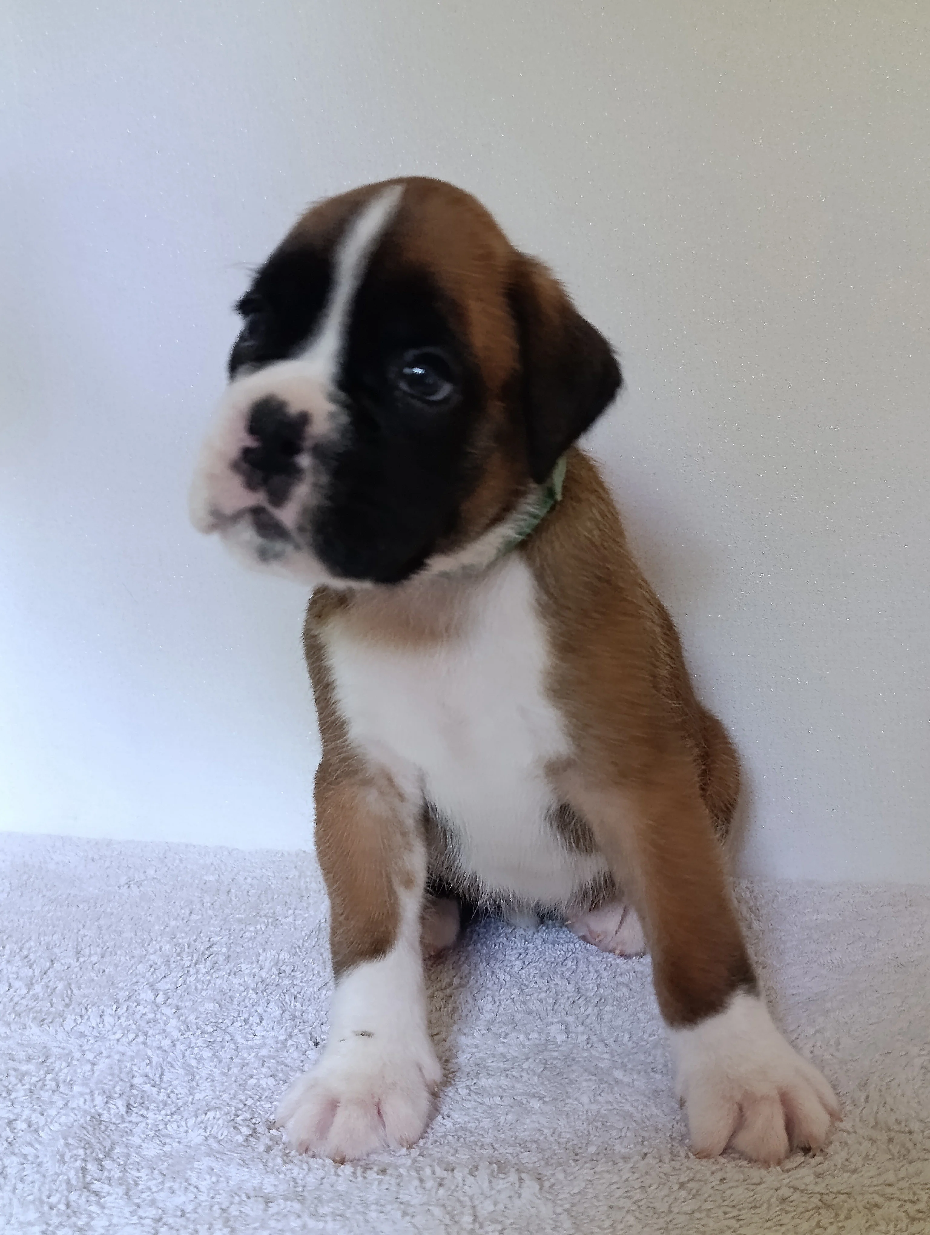 Bluebelle 30 jours