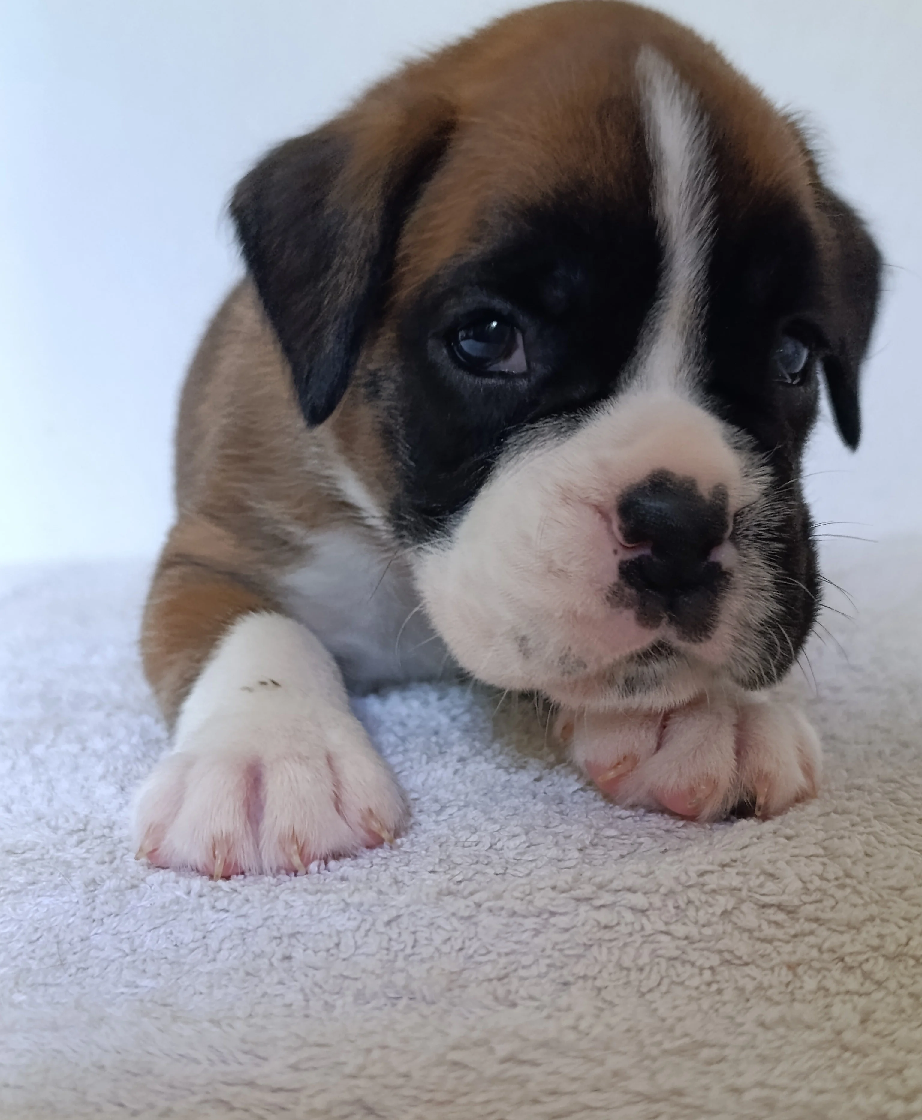 Bluebelle 30 jours