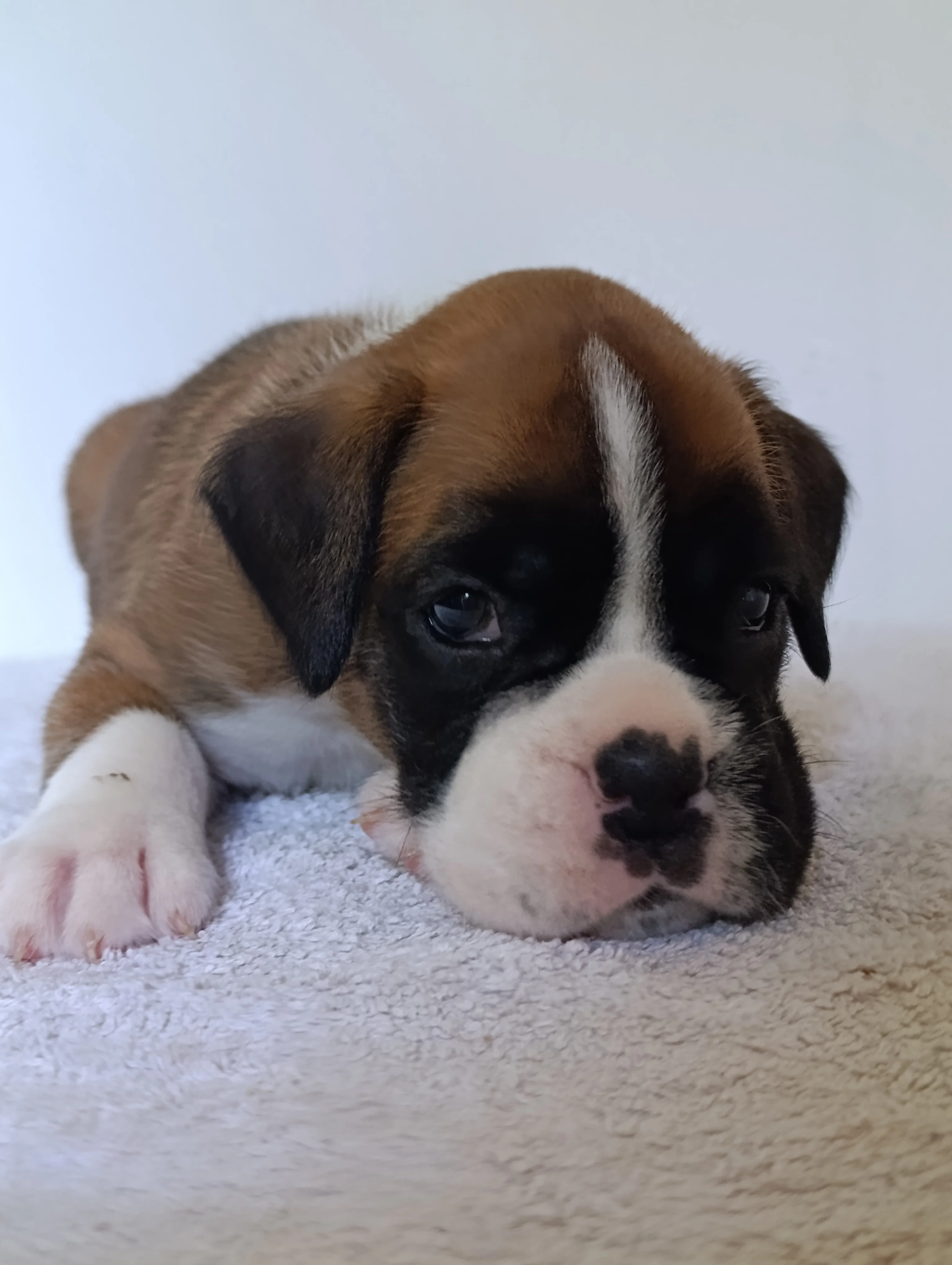Bluebelle 30 jours
