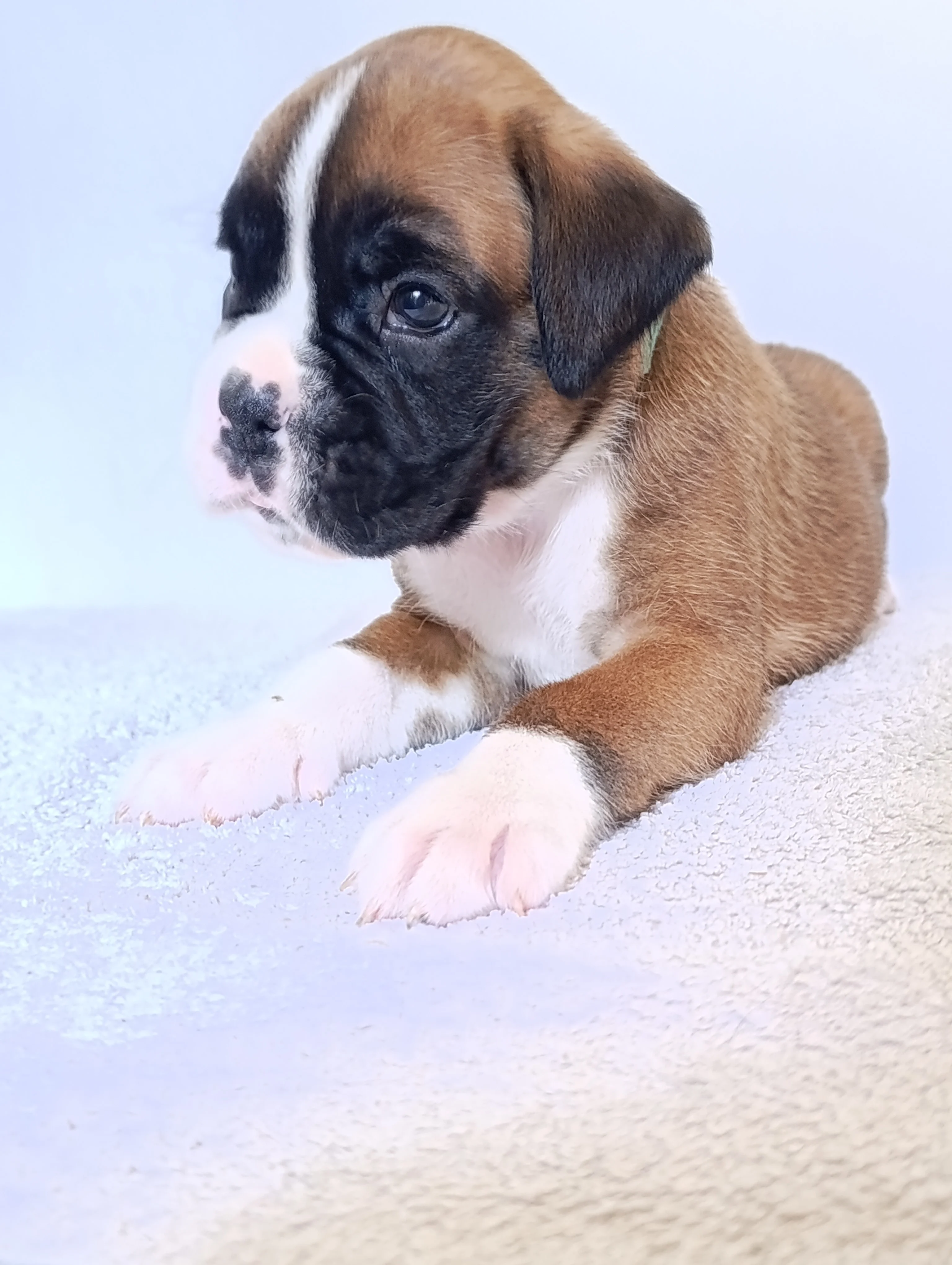 Bluebelle 30 jours