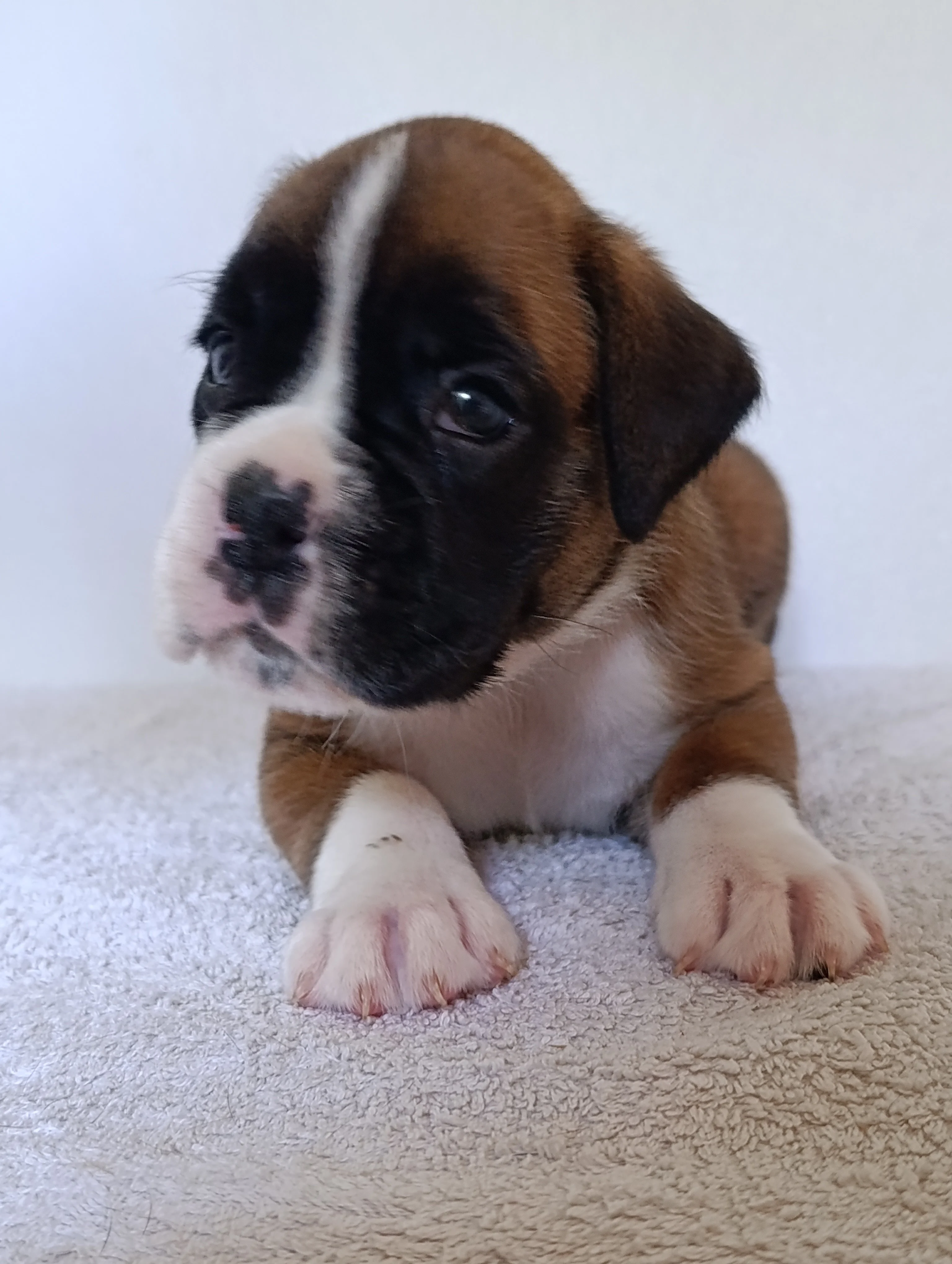 Bluebelle 30 jours