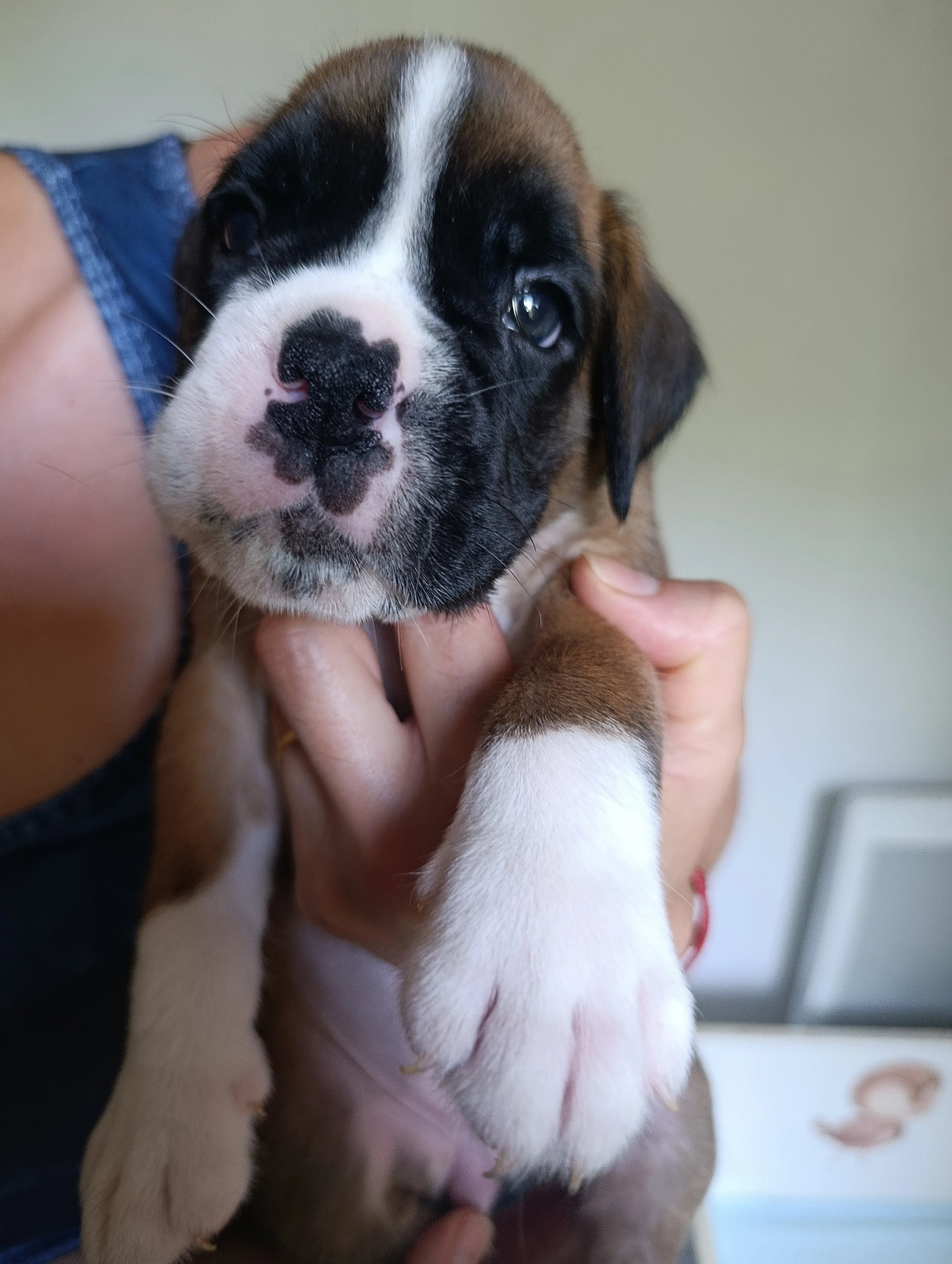 Bluebelle 32 jours