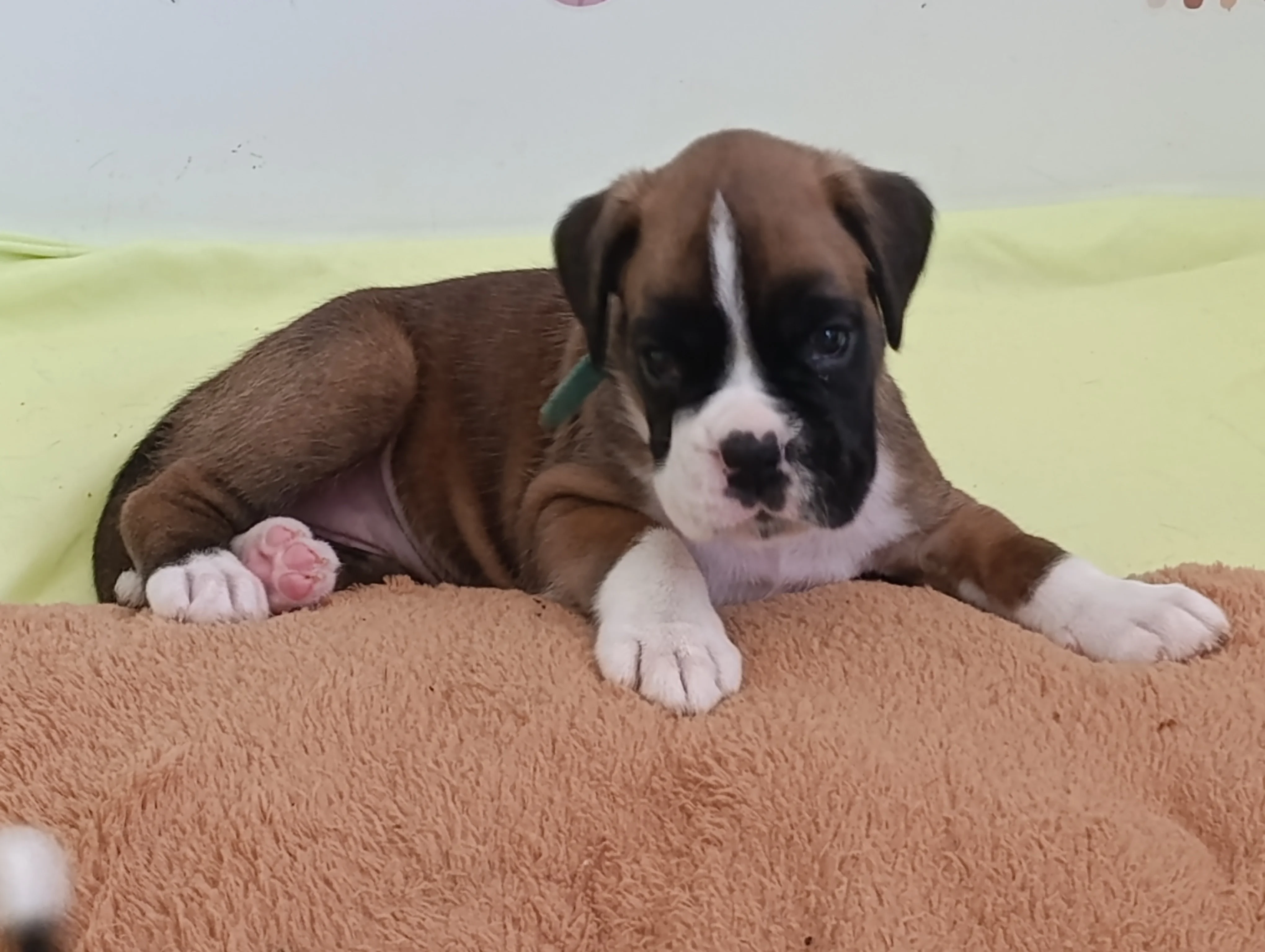 Bluebelle 33 jours