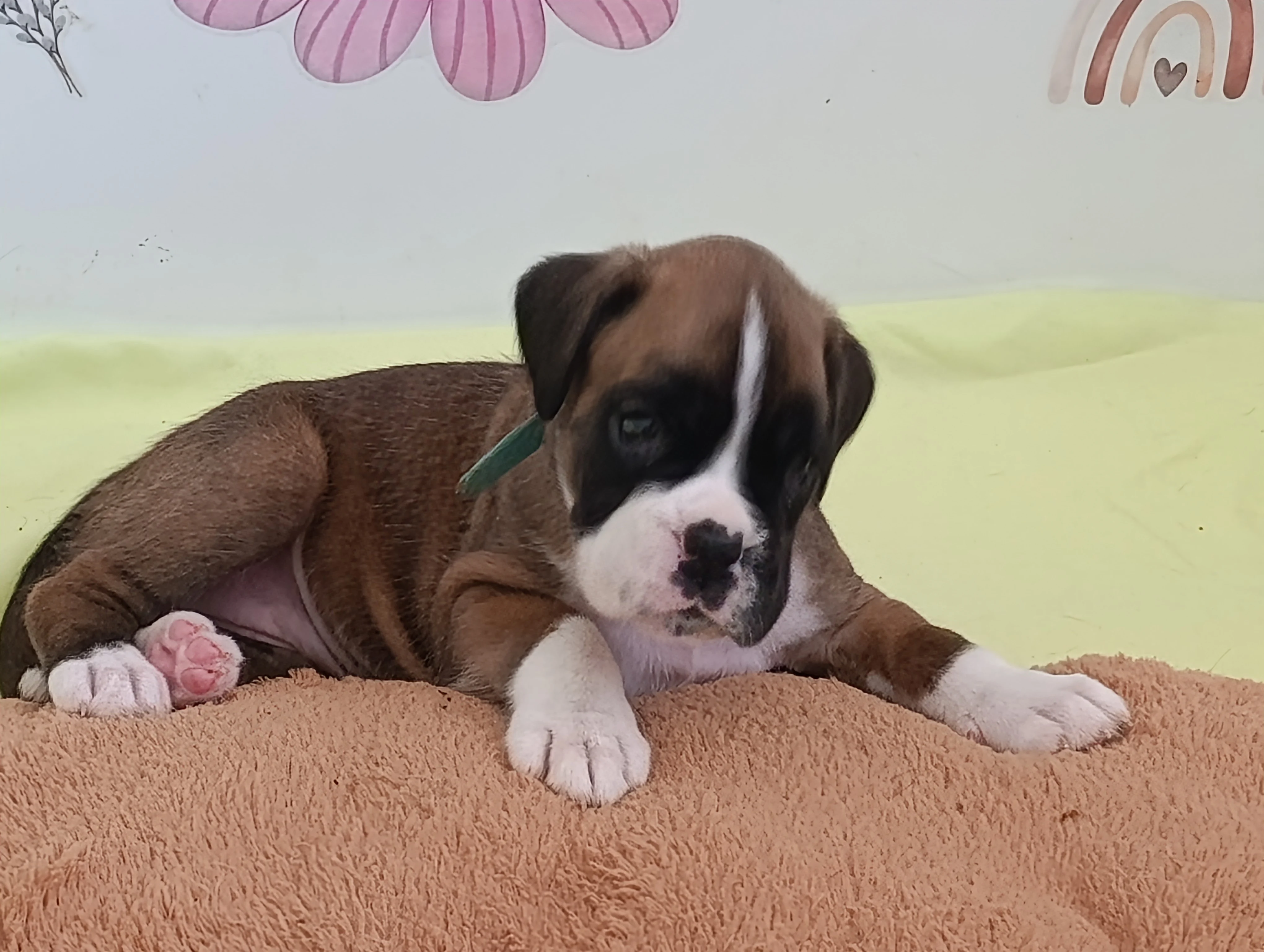Bluebelle 33 jours
