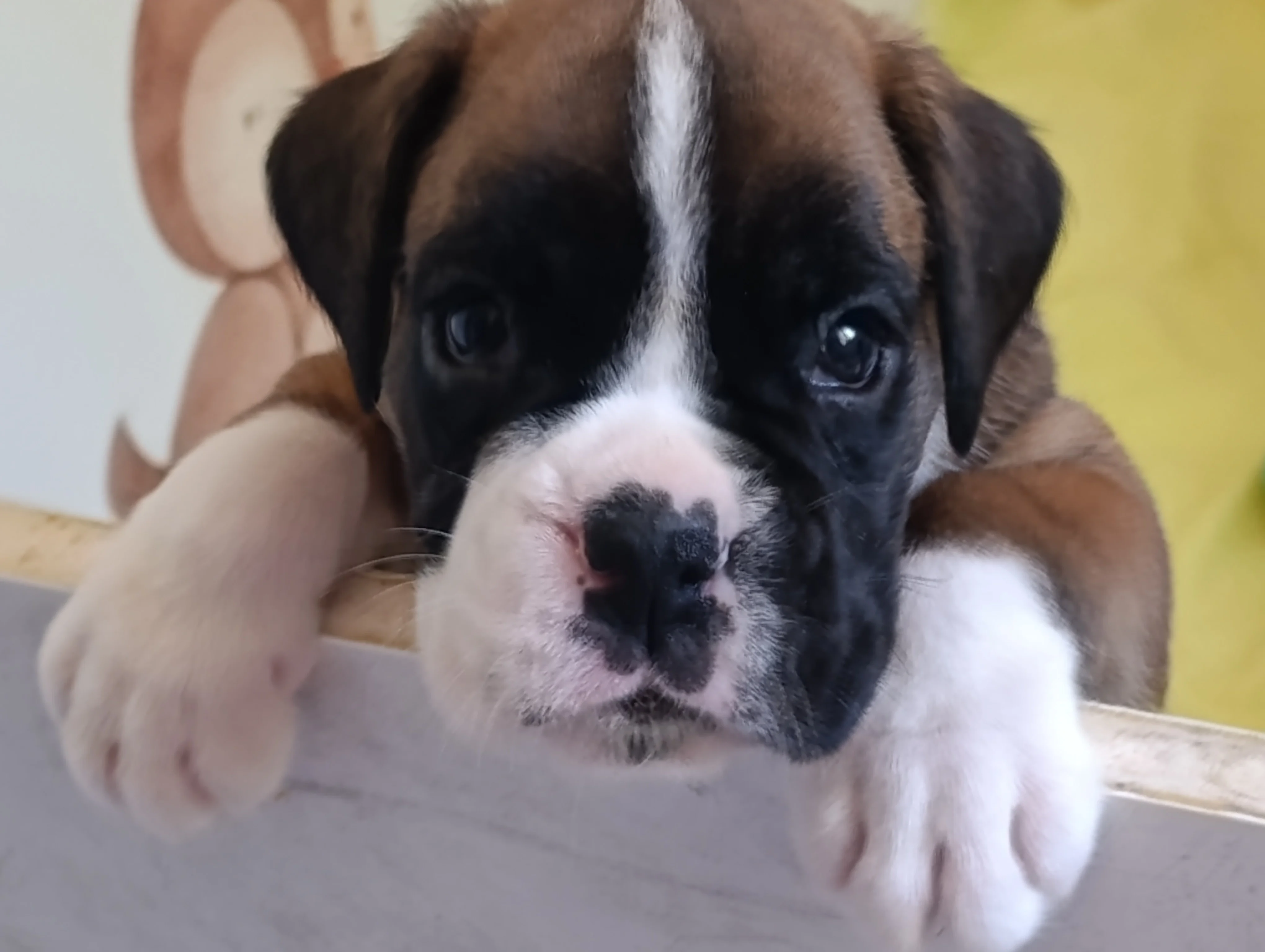 Bluebelle 33 jours