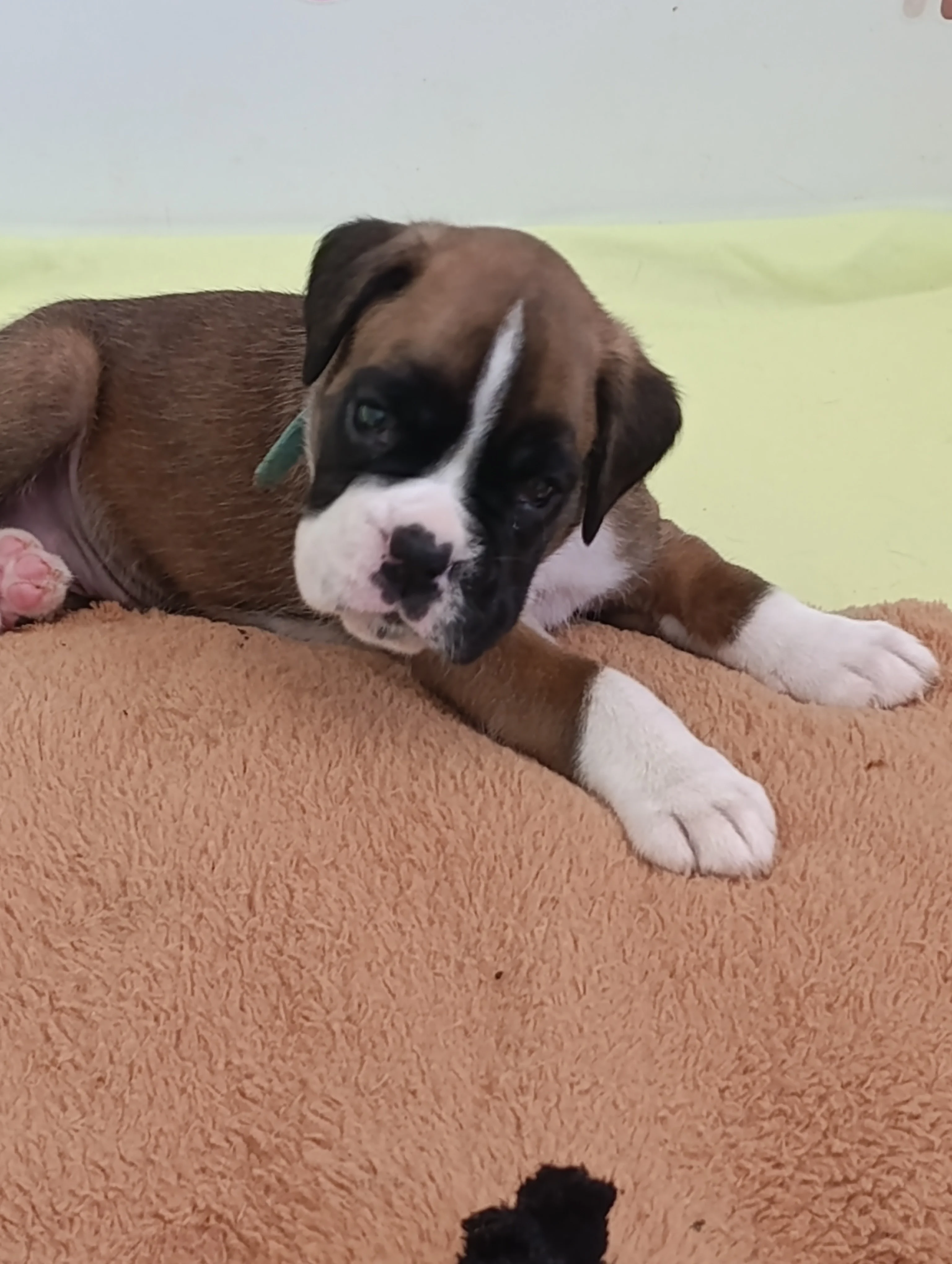 Bluebelle 33 jours