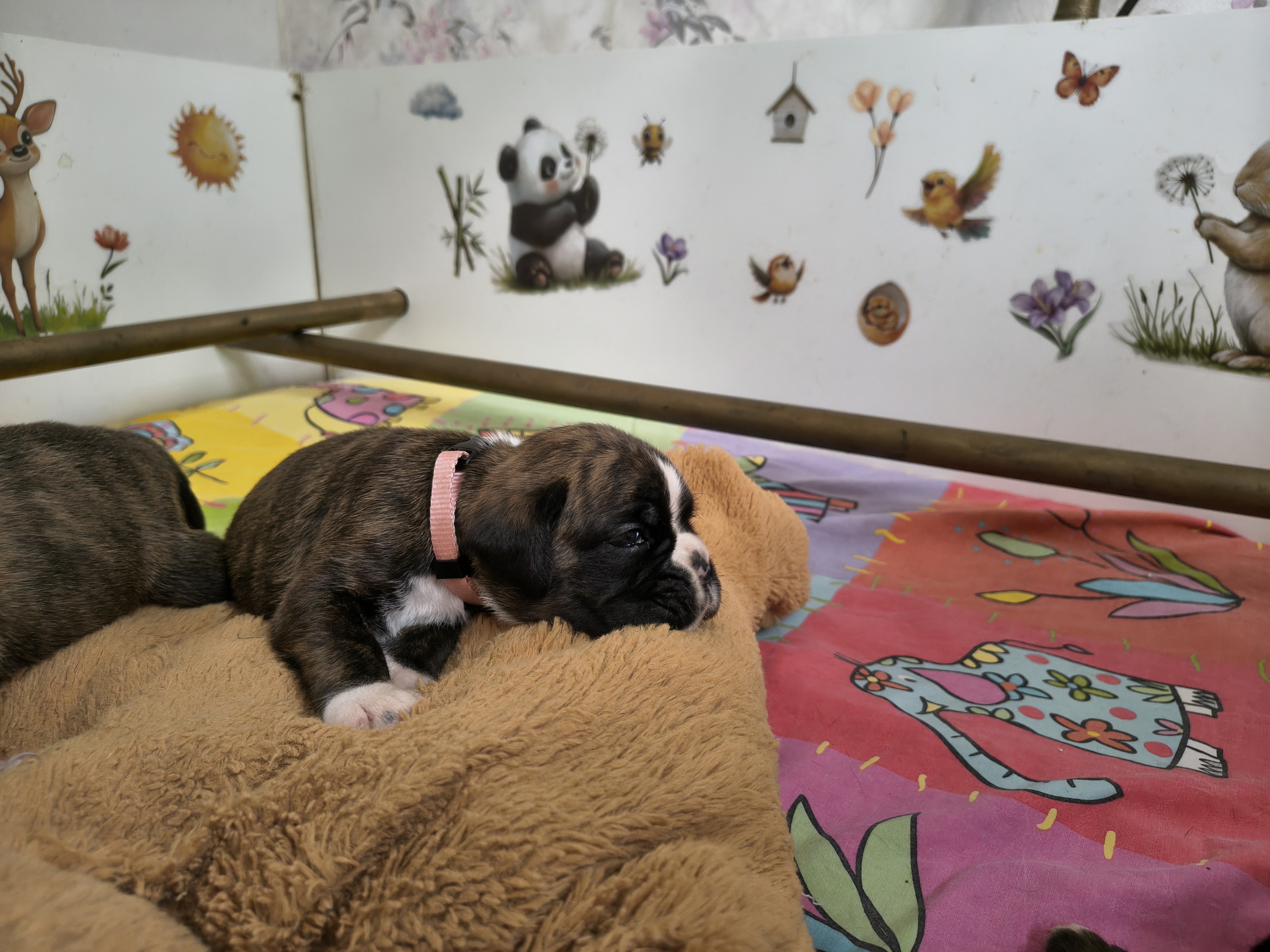 BONITA, 22 JOURS  