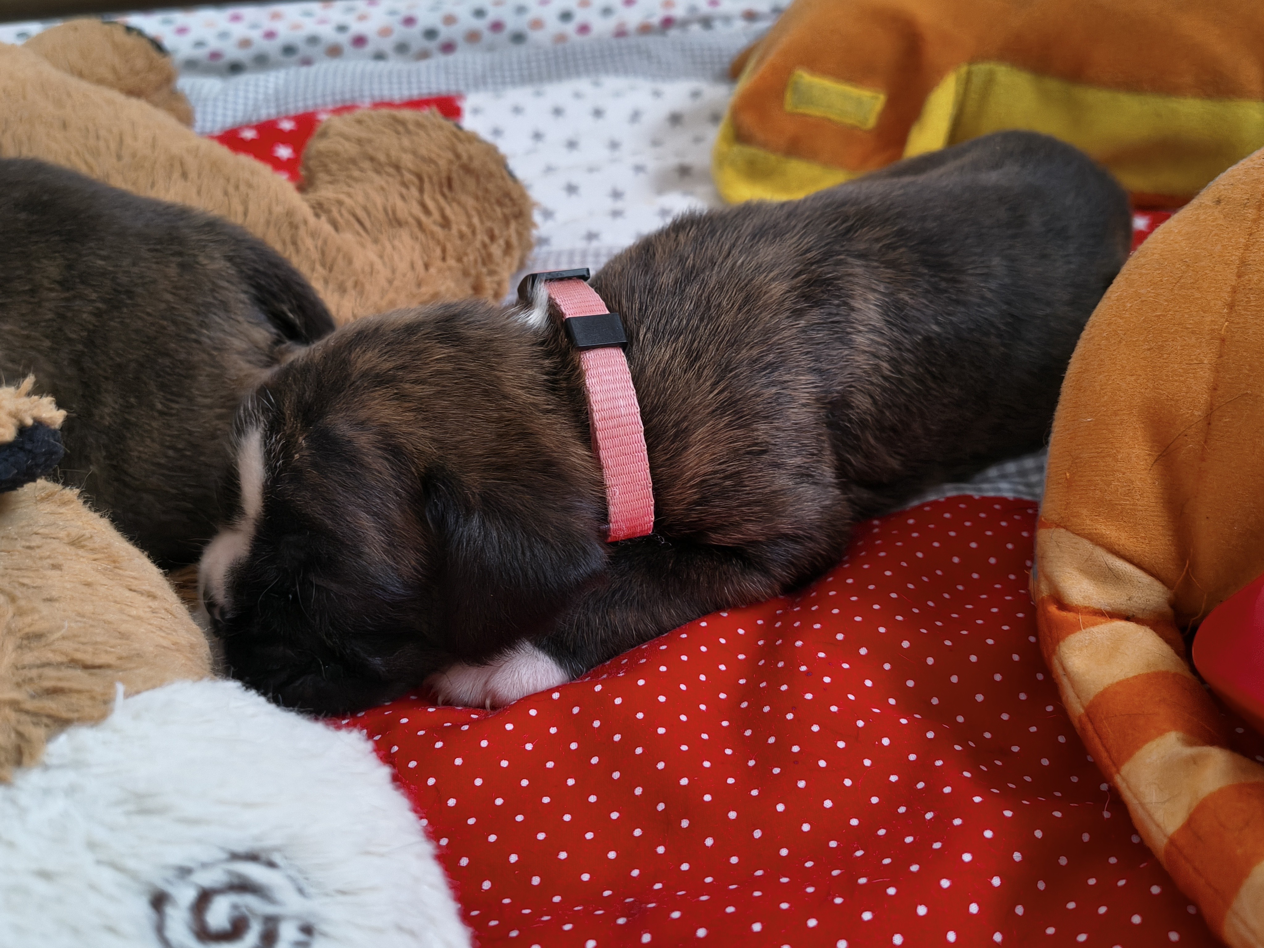 BONITA, 22 JOURS  