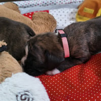 BONITA, 22 JOURS  
