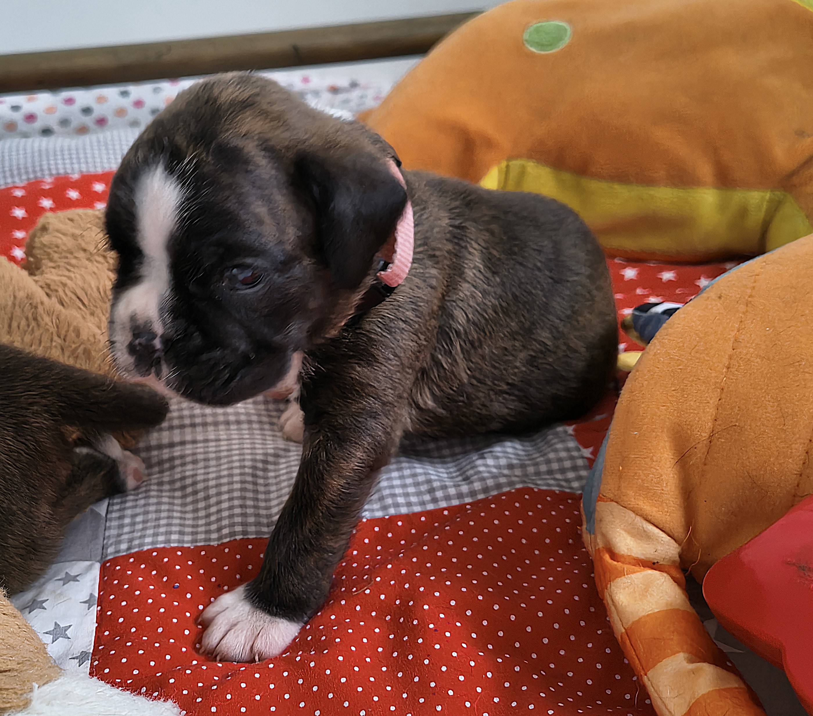BONITA, 22 JOURS  