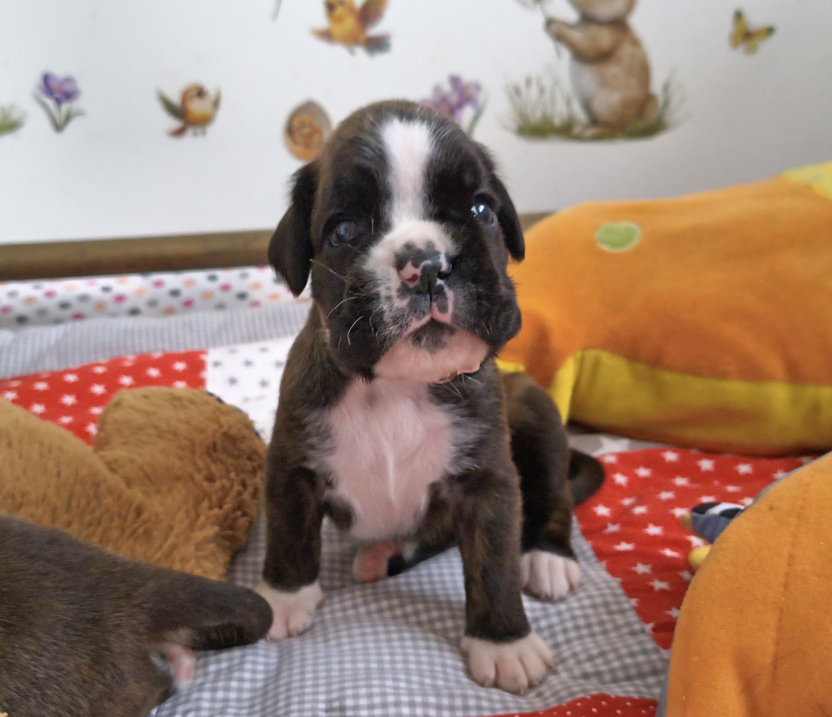 BONITA, 22 JOURS  