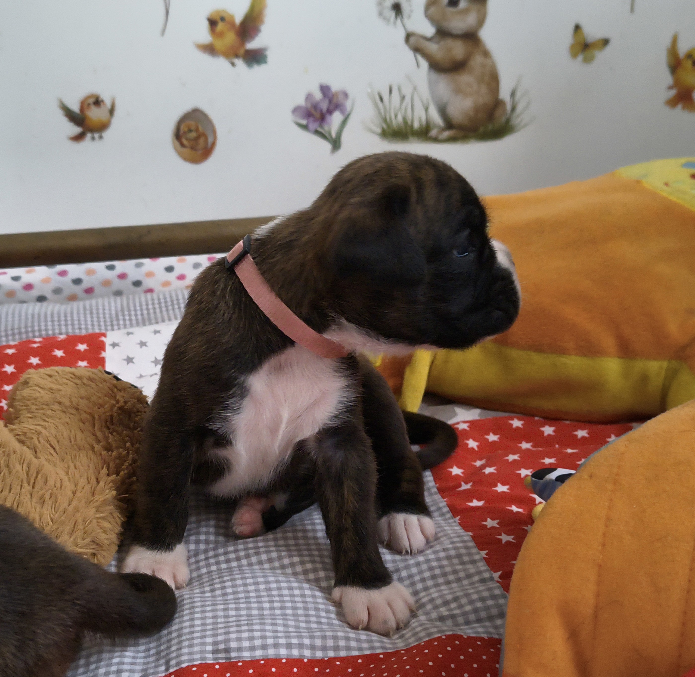 BONITA, 22 JOURS  