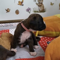 BONITA, 22 JOURS  