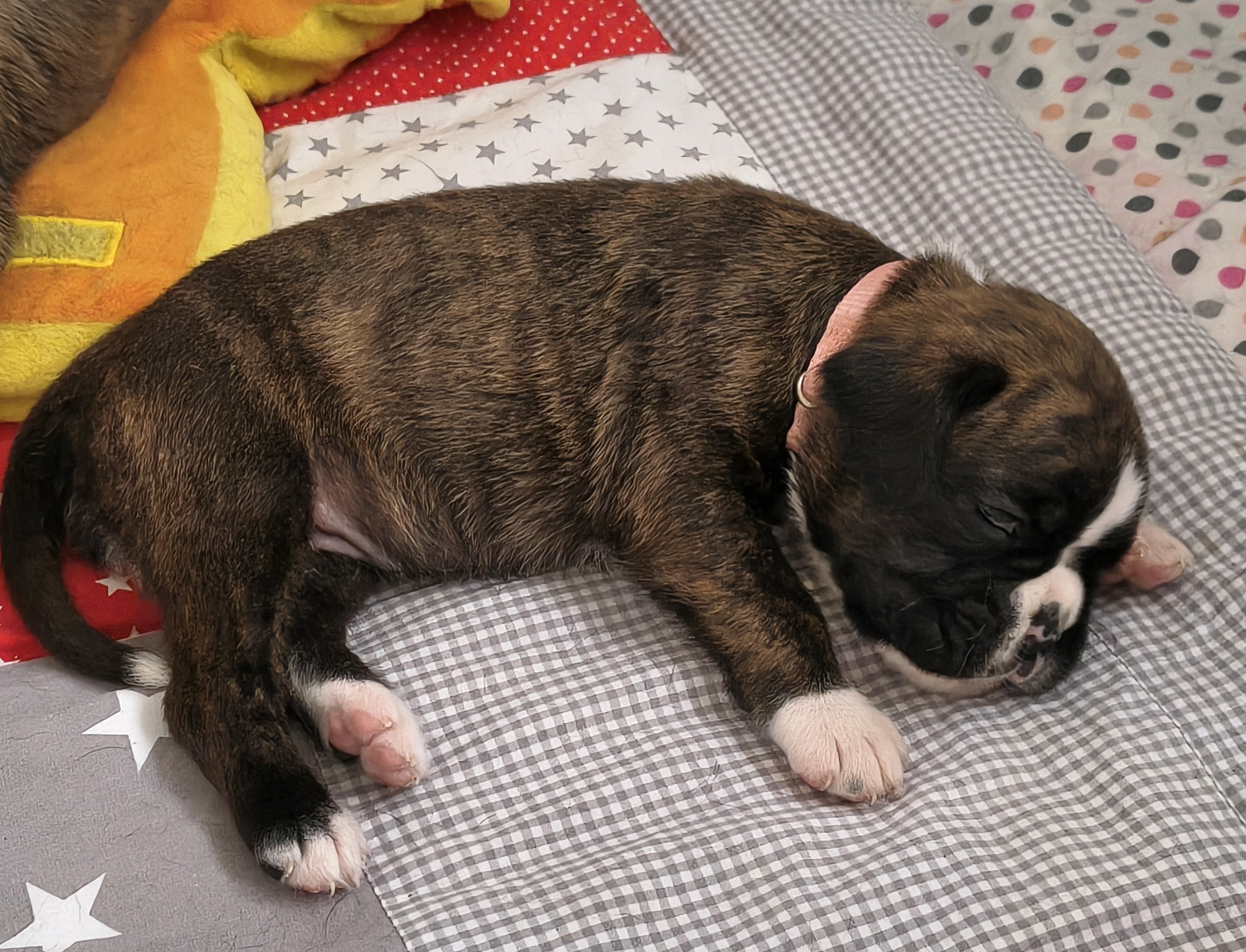 BONITA, 22 JOURS  