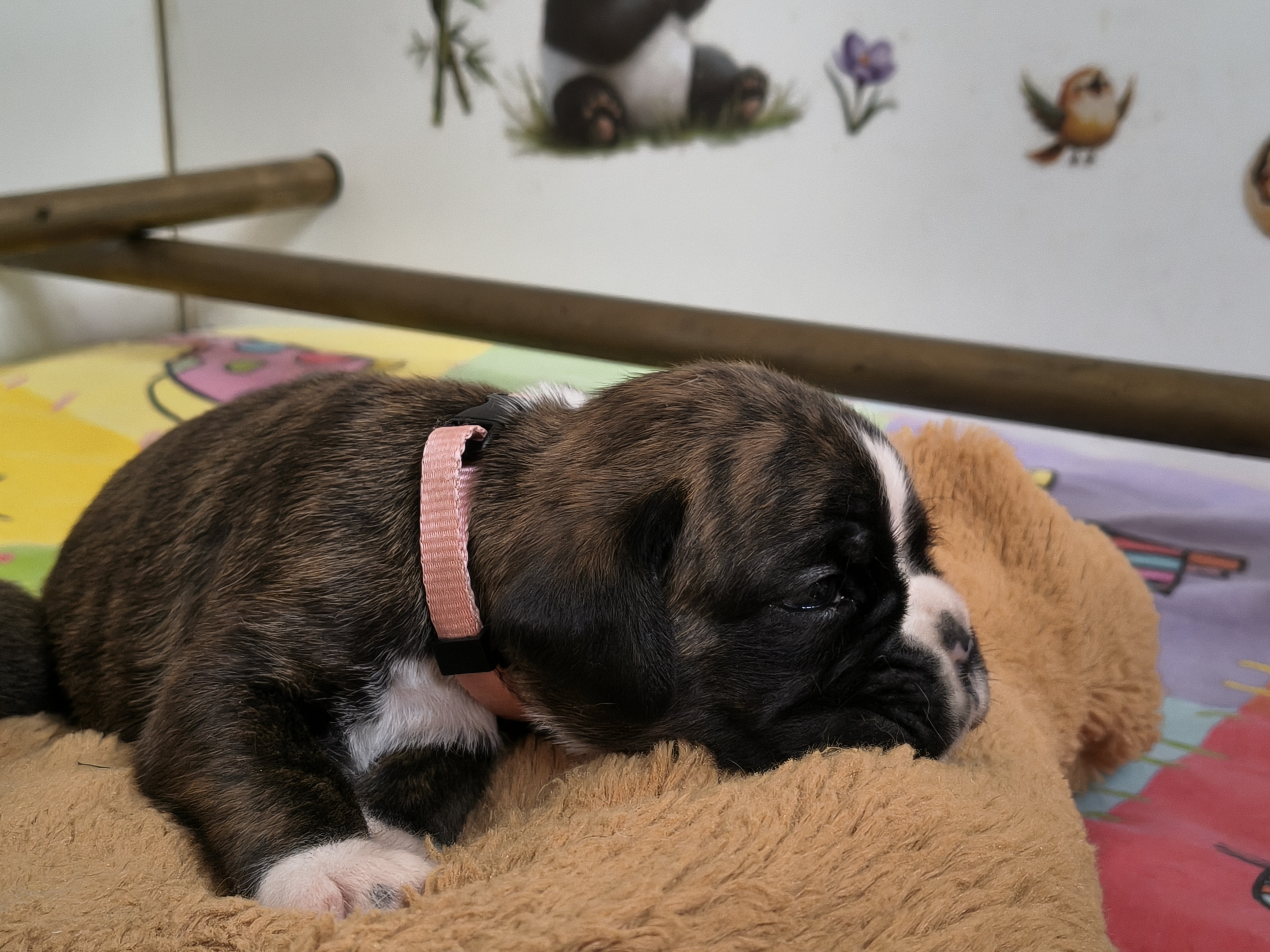 BONITA, 22 JOURS  