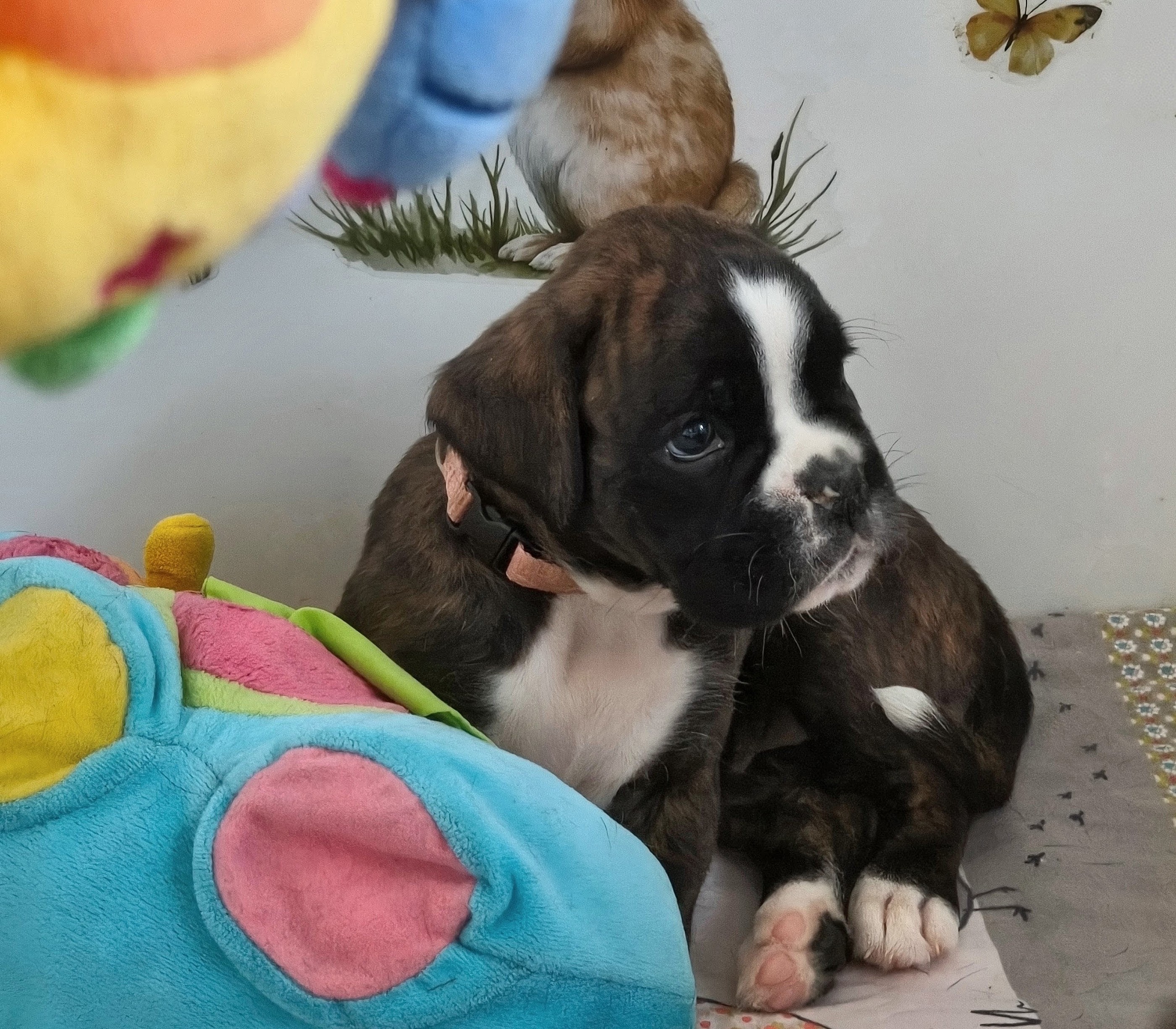 BONITA 36 JOURS
