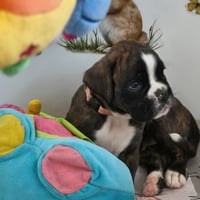 BONITA 36 JOURS