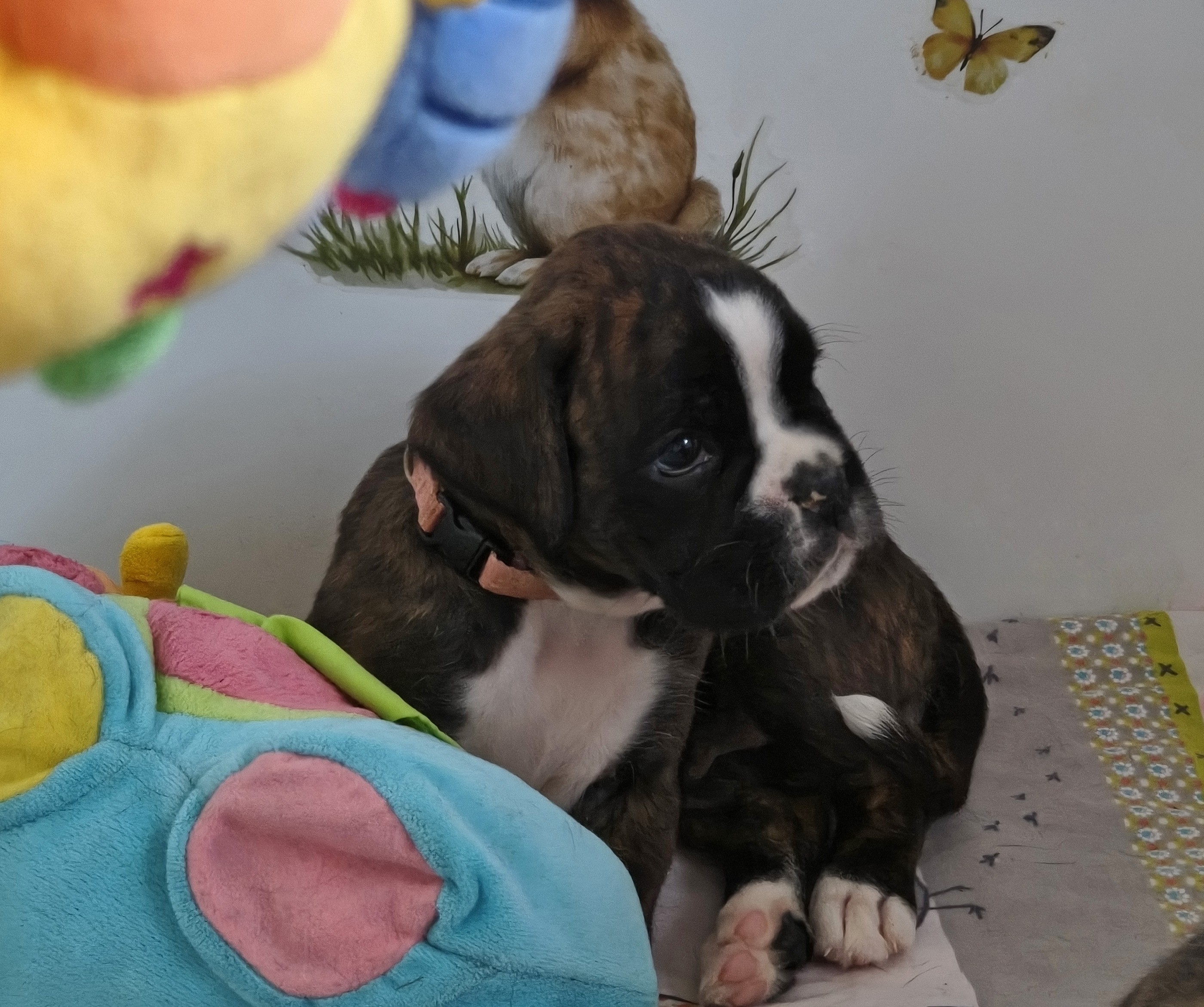 BONITA 36 JOURS
