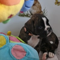 BONITA 36 JOURS