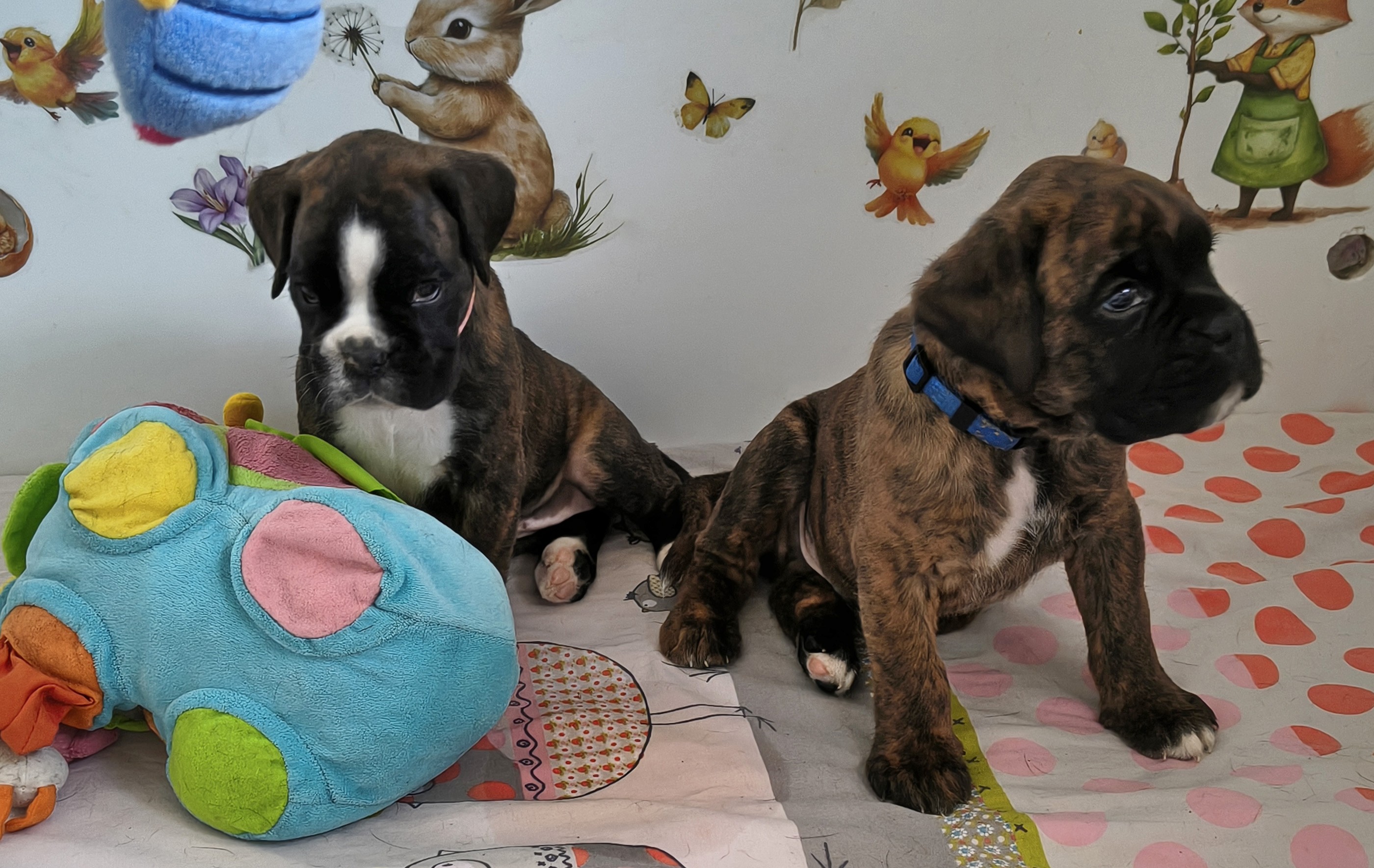 BONITA & BACCHUS 36 JOURS