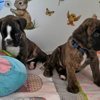 BONITA & BACCHUS 36 JOURS