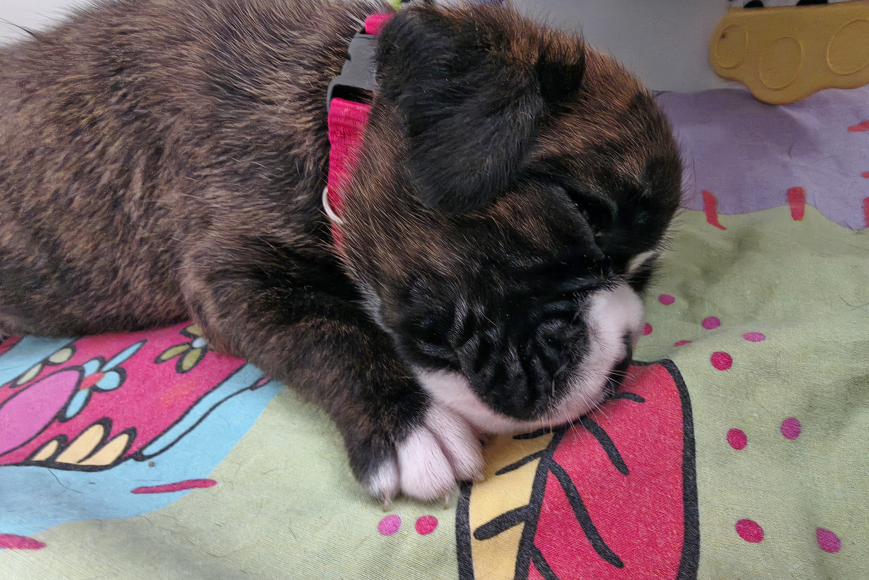 BONNIE, 22 JOURS  
