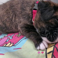 BONNIE, 22 JOURS  