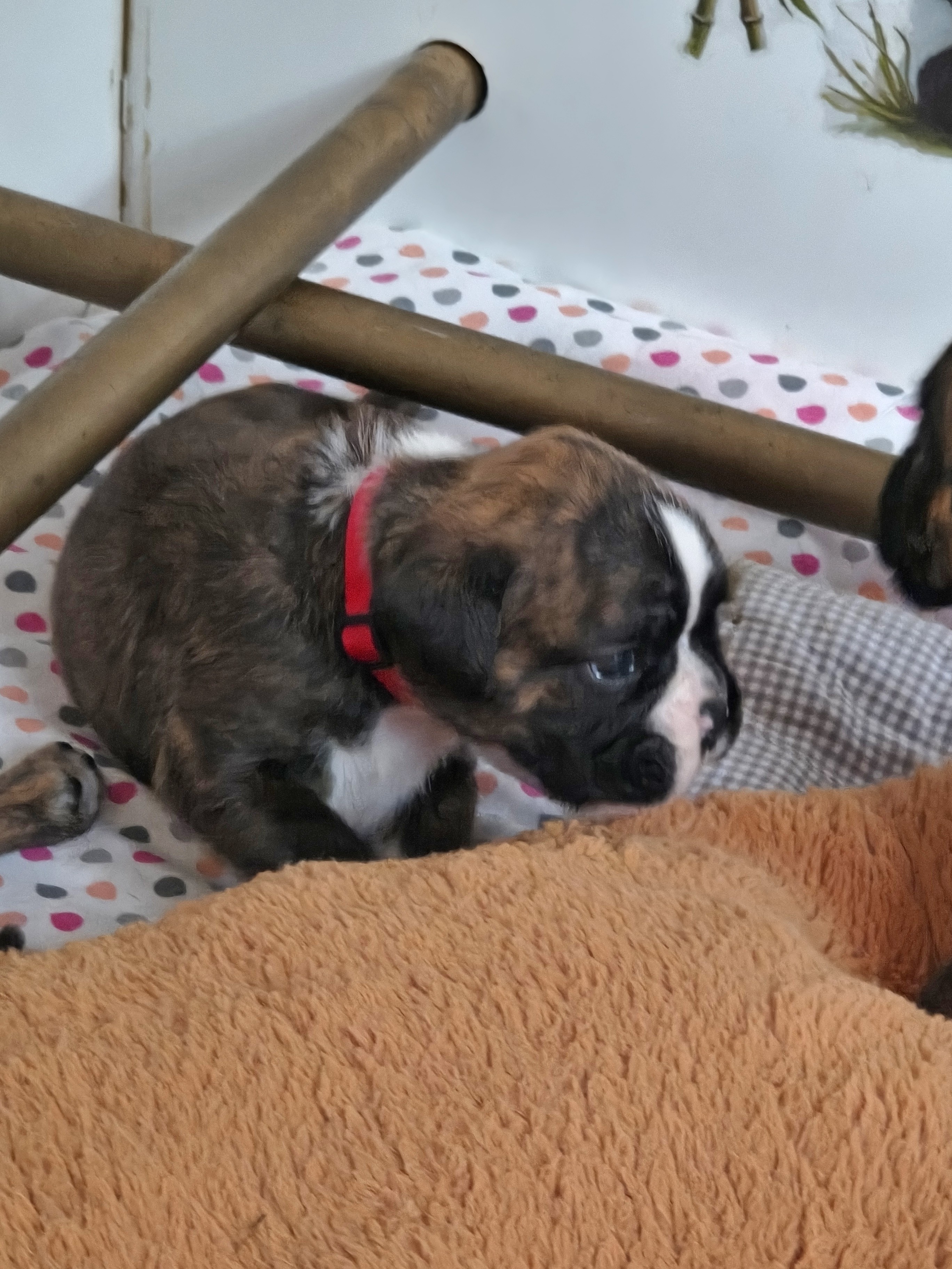 BONNIE, 22 JOURS  