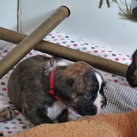 BONNIE, 22 JOURS  