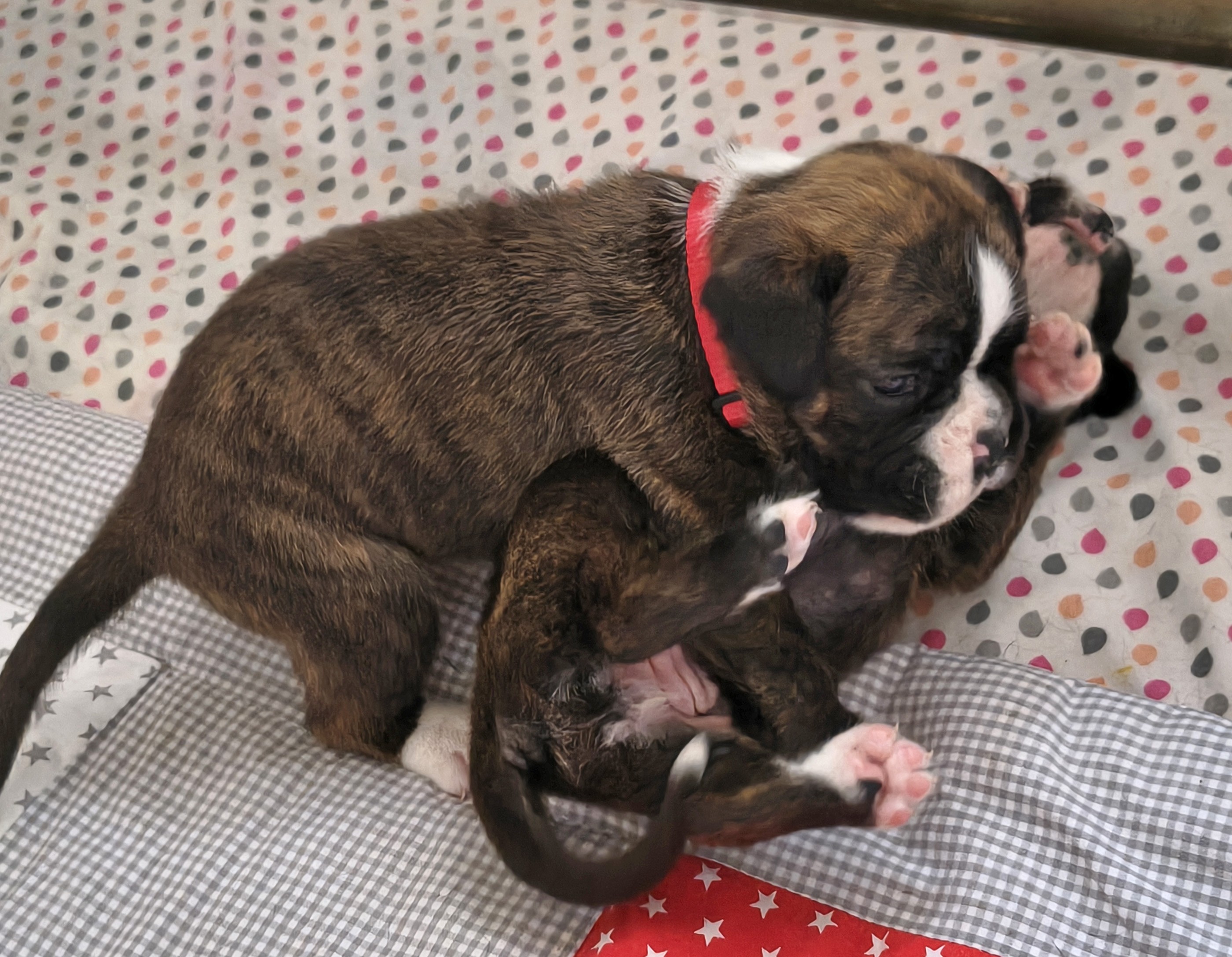 BONNIE, 22 JOURS  