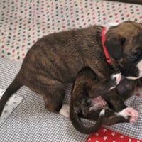 BONNIE, 22 JOURS  