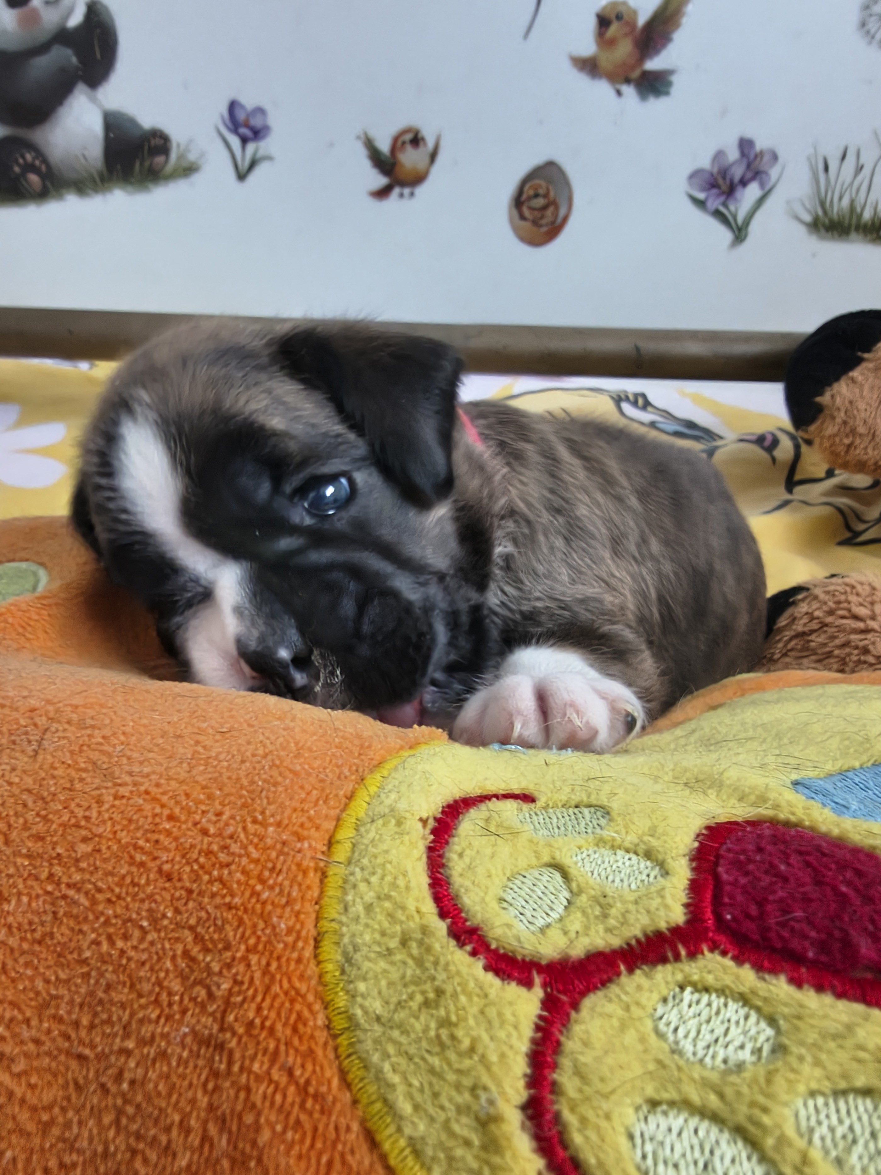 BONNIE 23 JOURS 