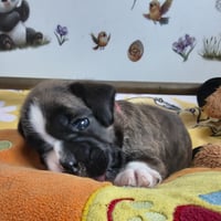 BONNIE 23 JOURS 