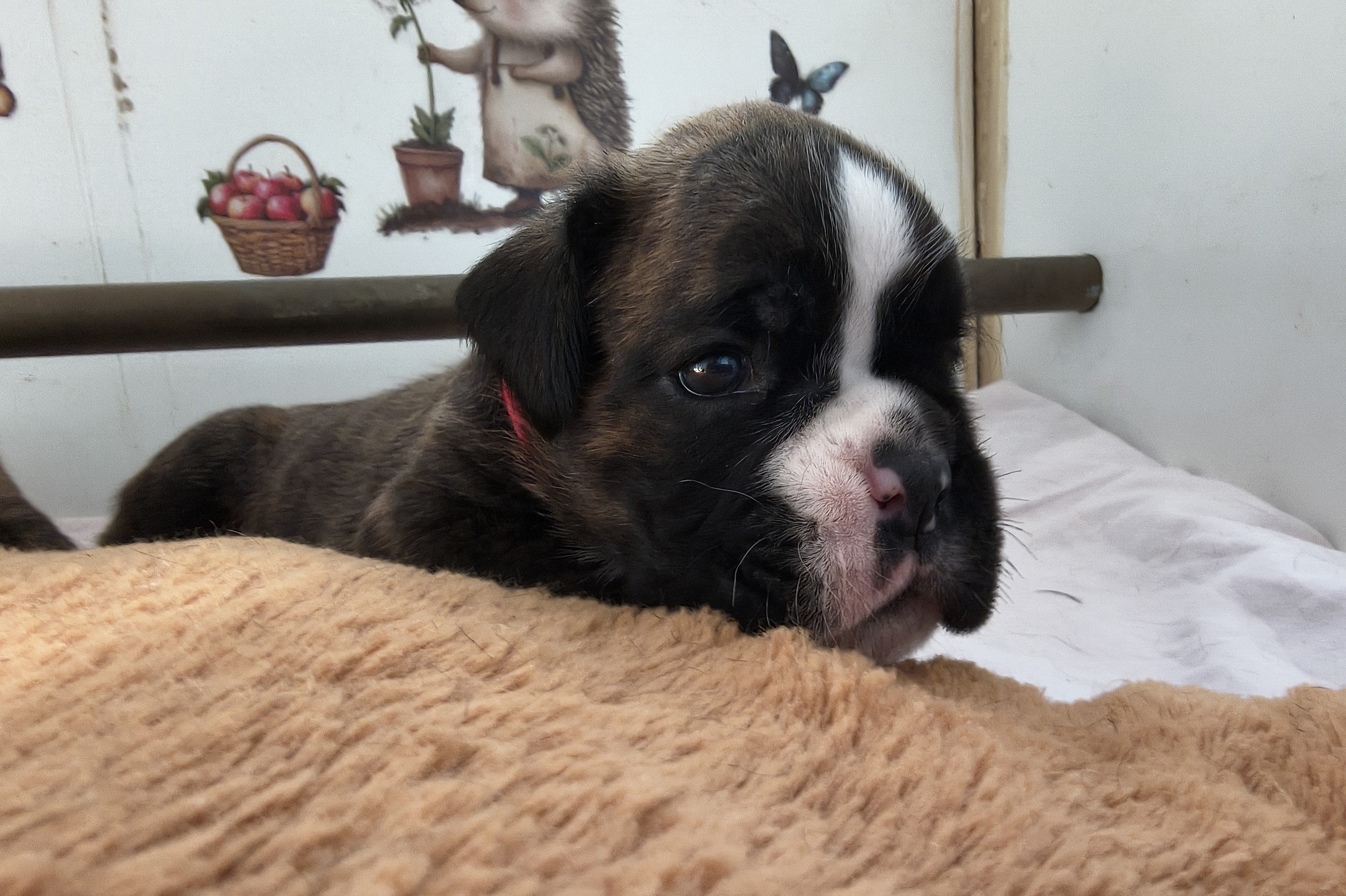 BONNIE 24 JOURS
