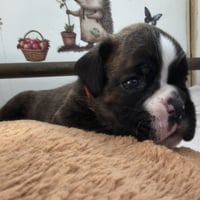 BONNIE 24 JOURS