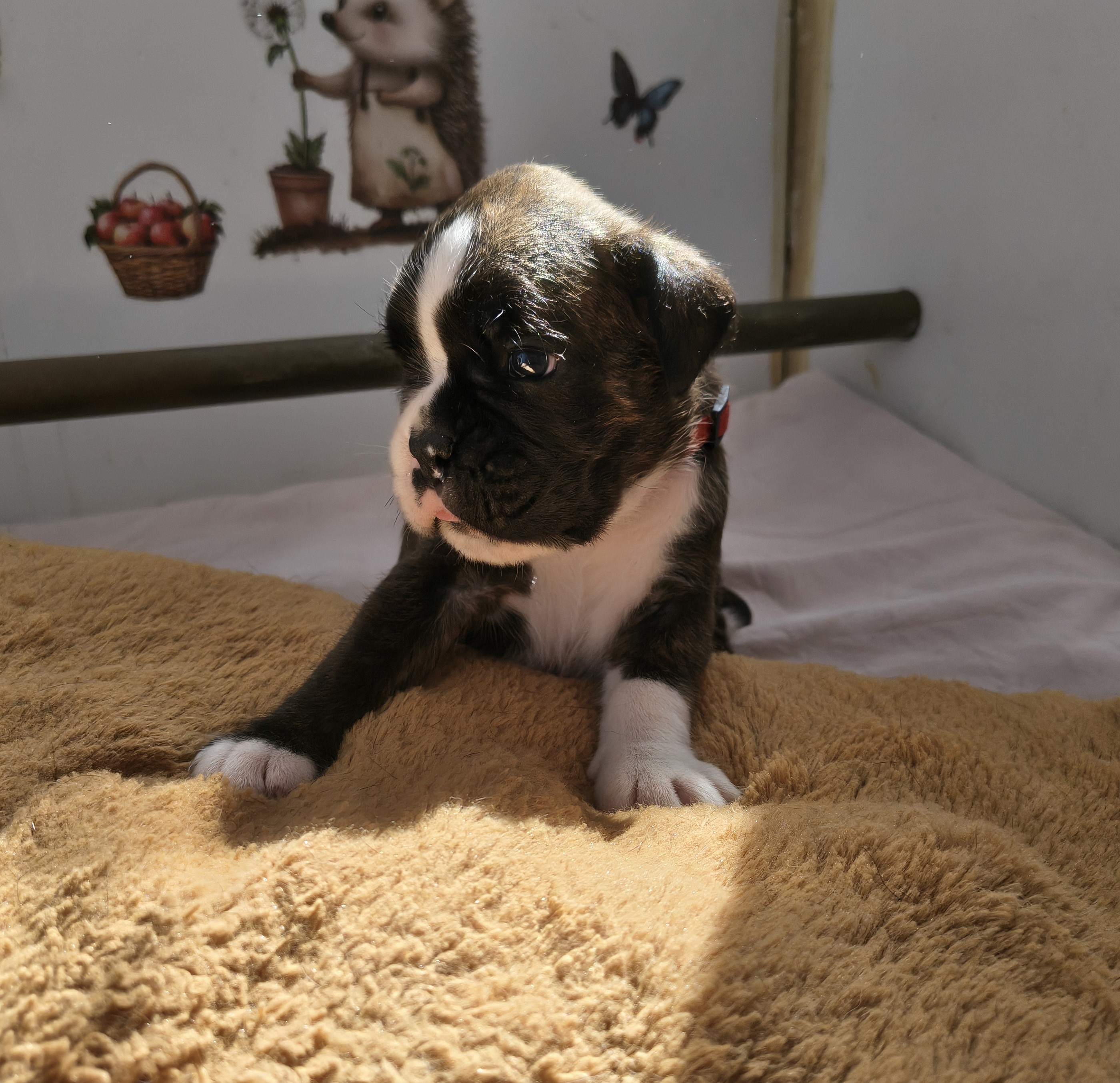 BONNIE 24 JOURS