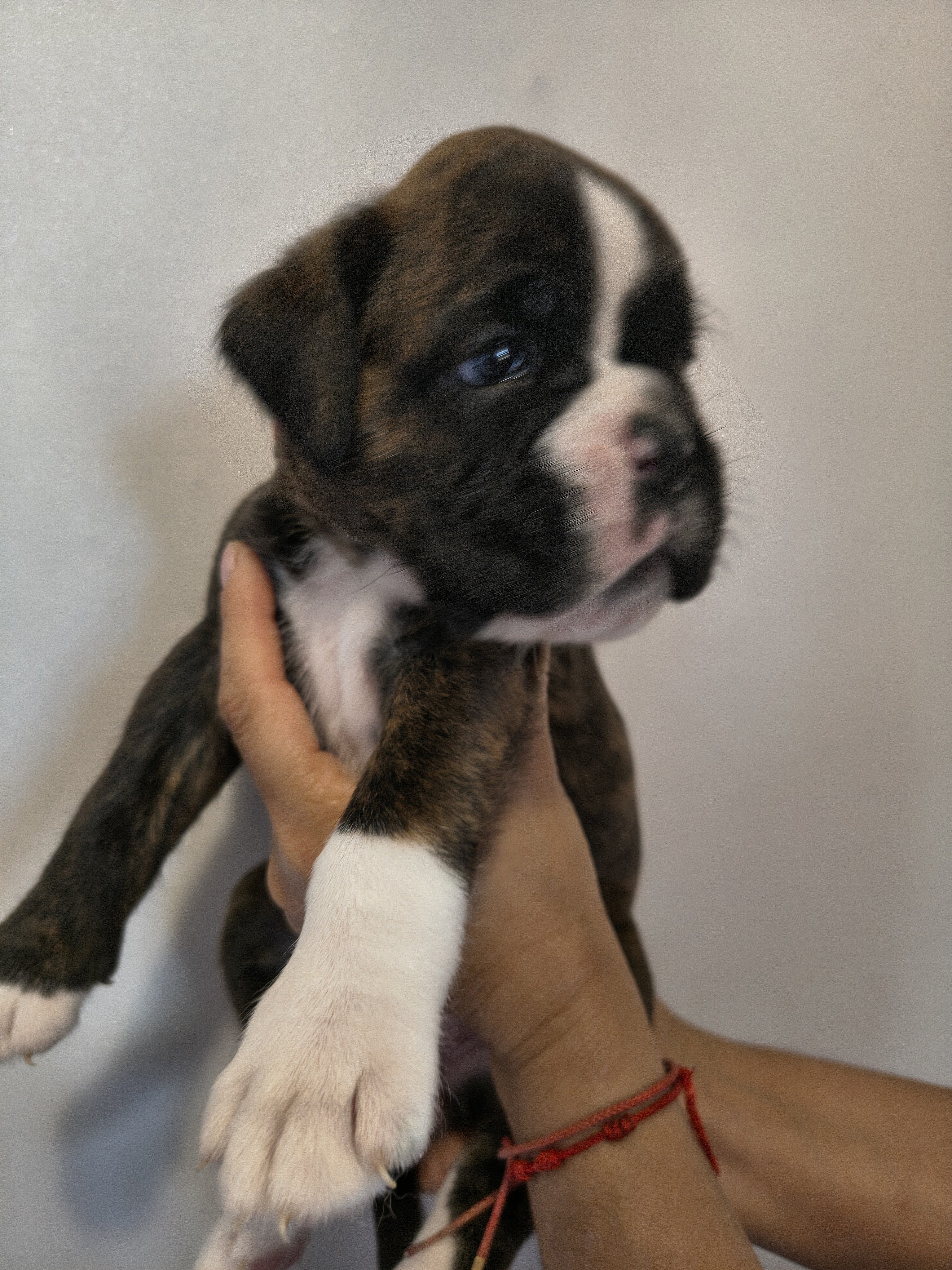 BONNIE 29 JOURS