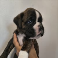 BONNIE 29 JOURS