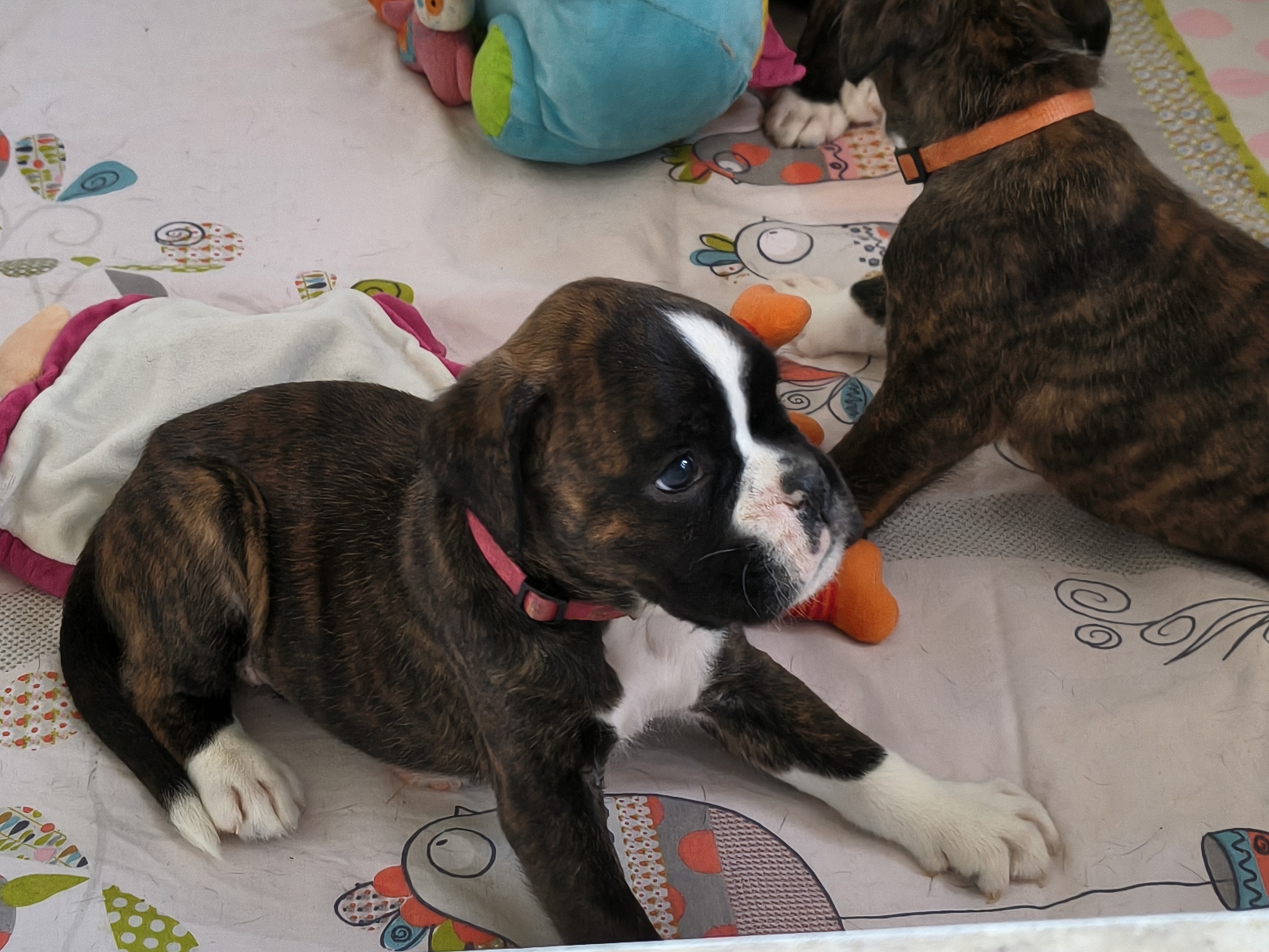 BONNIE 36 JOURS