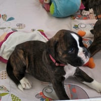 BONNIE 36 JOURS