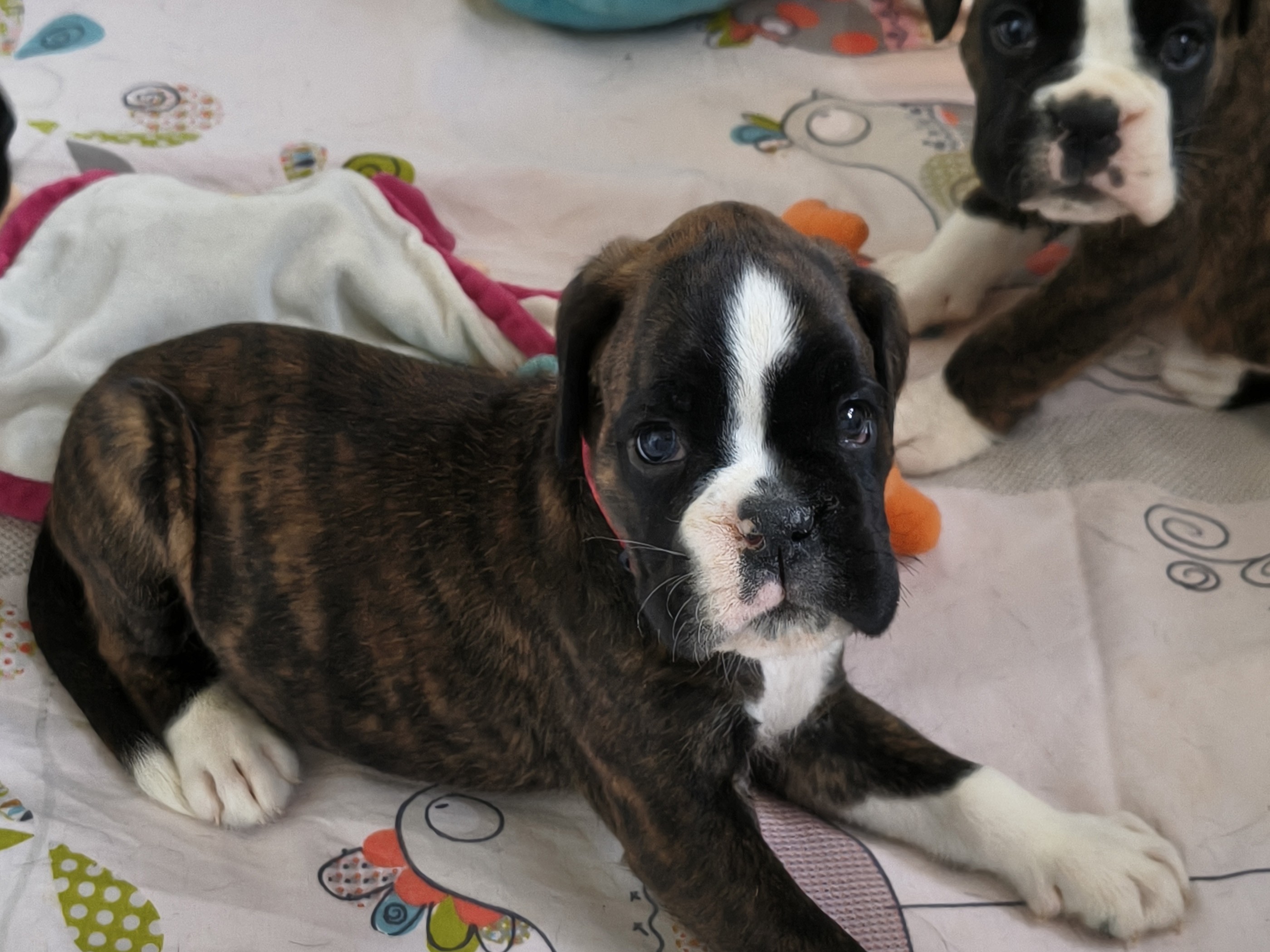 BONNIE 36 JOURS
