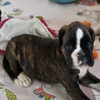 BONNIE 36 JOURS