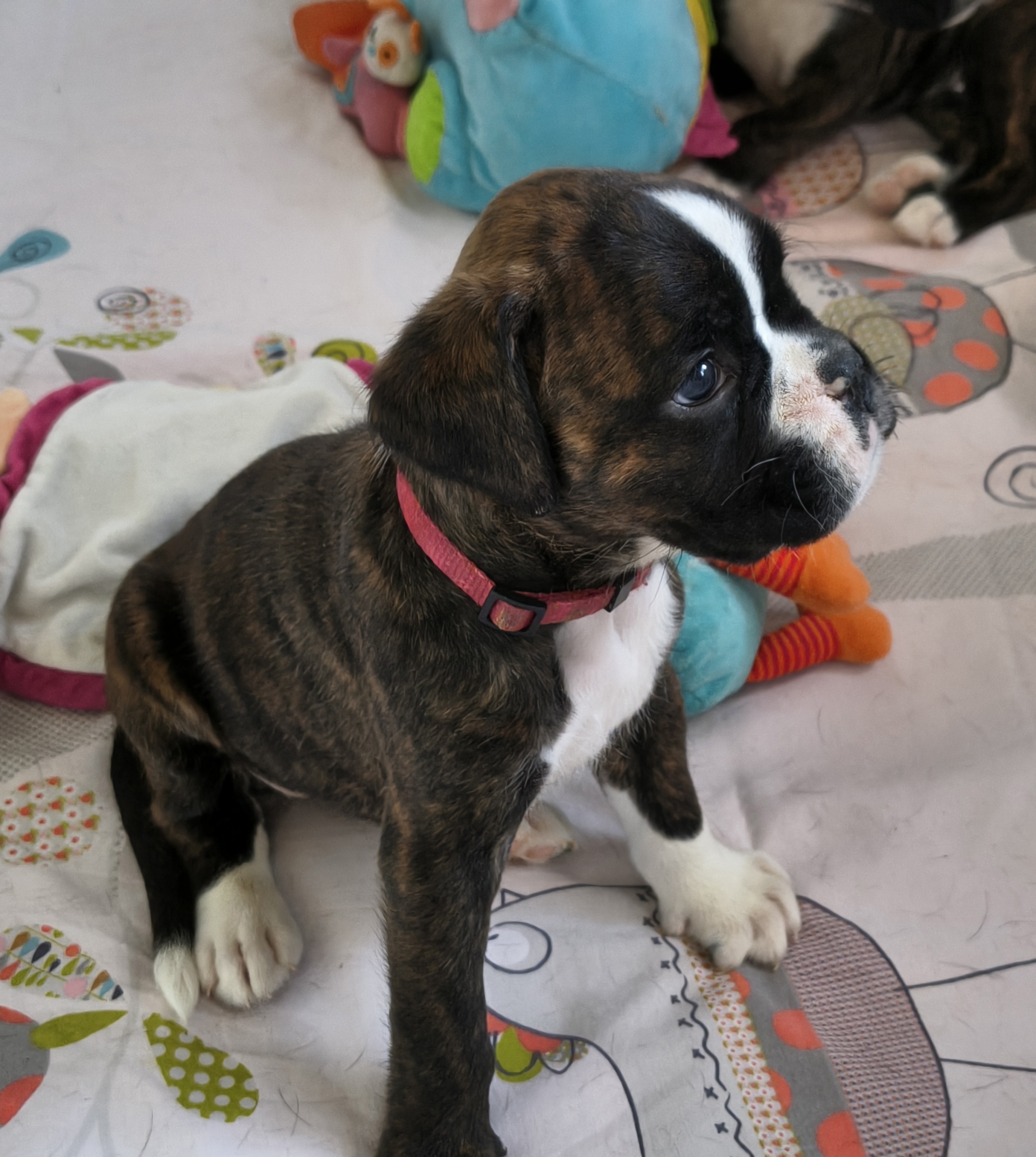 BONNIE 36 JOURS