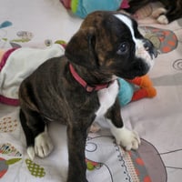 BONNIE 36 JOURS