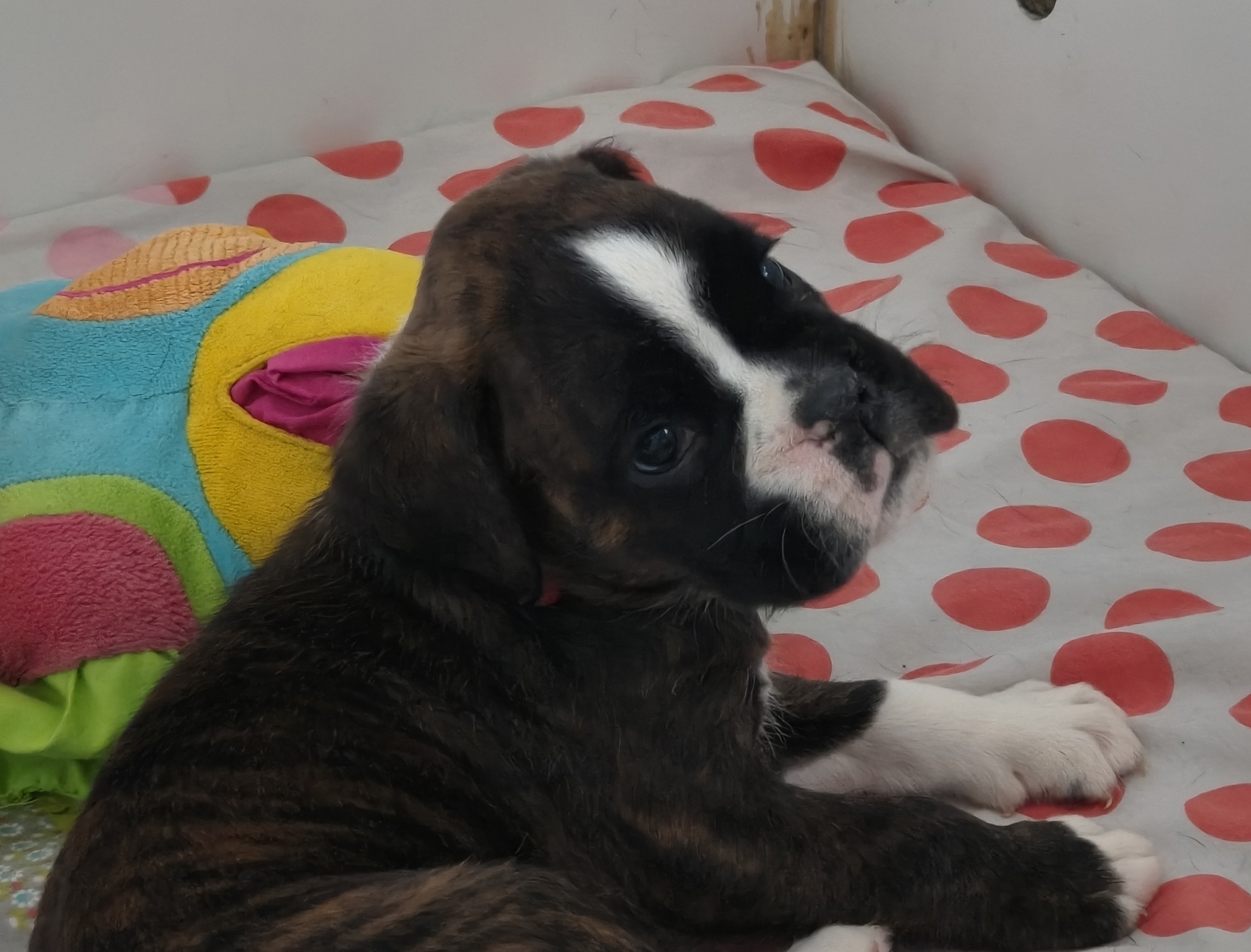 BONNIE 36 JOURS